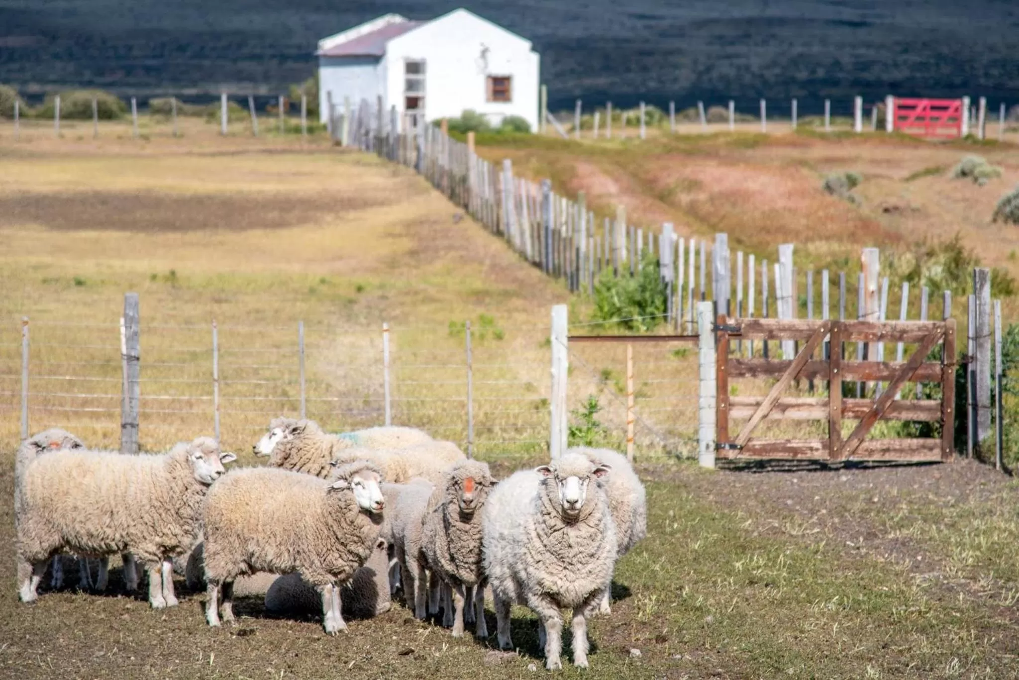 Other Animals in Hostería El Galpón Del Glaciar