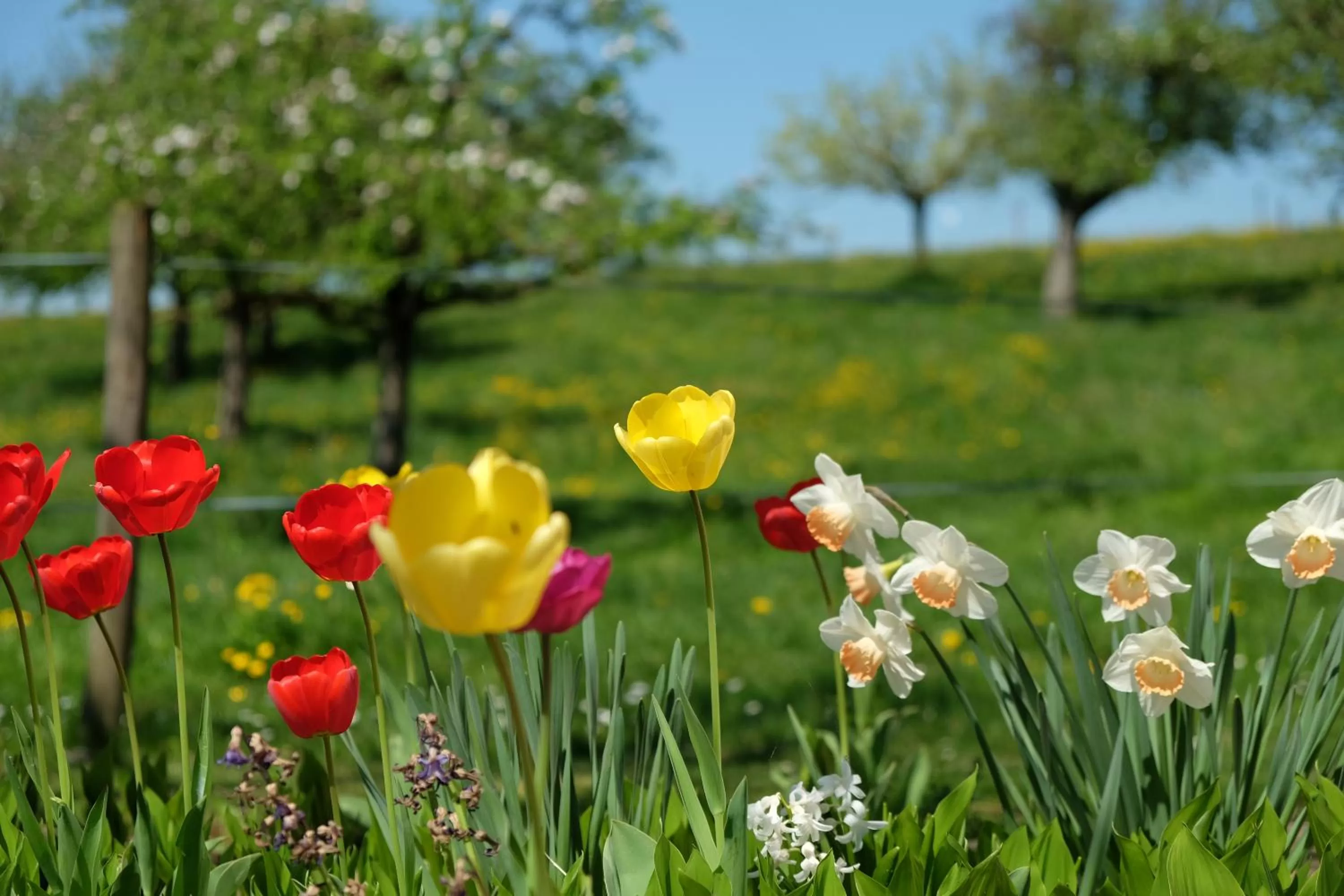 Natural landscape in Gasthaus zum Bauernhof