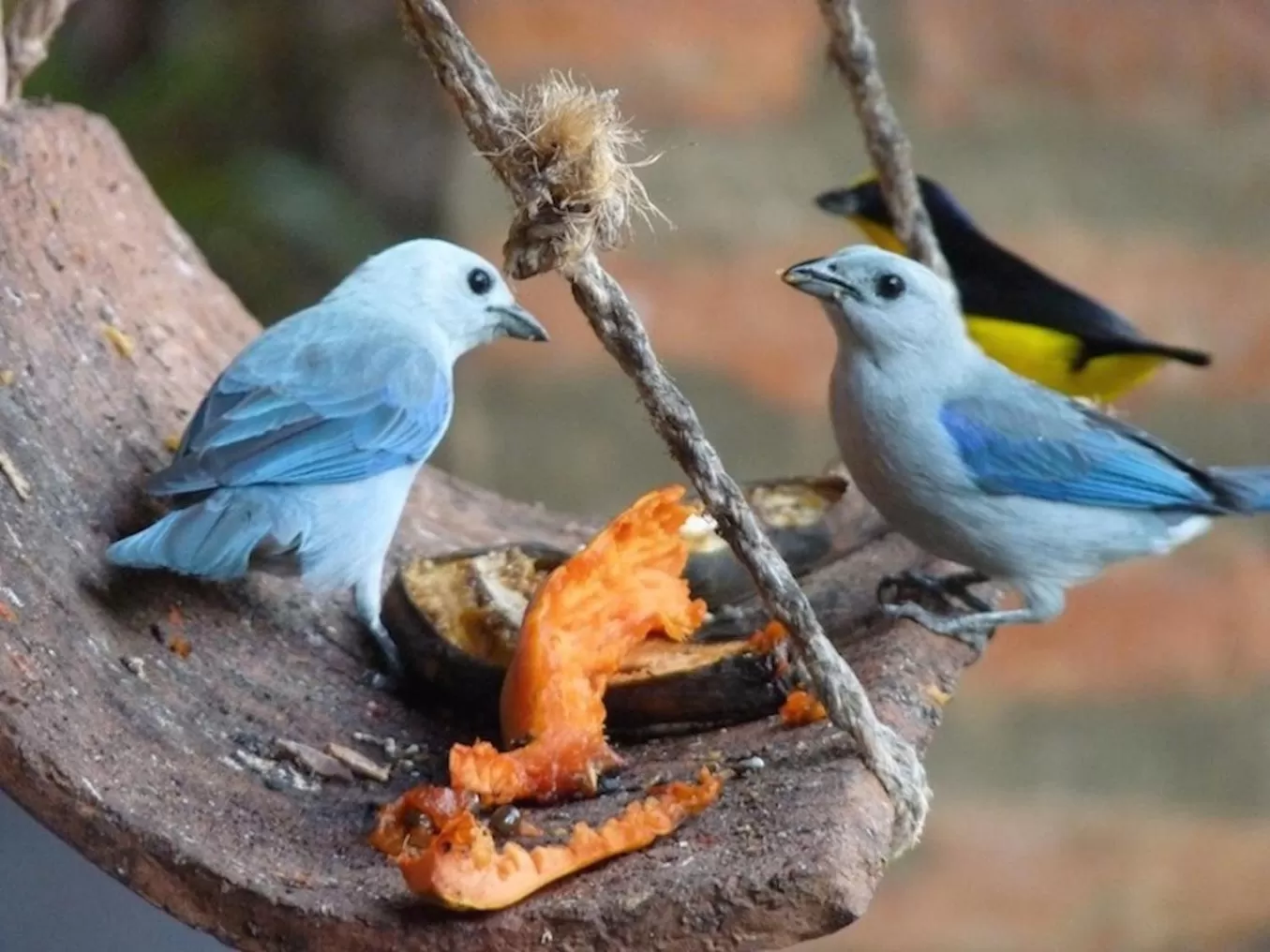 Animals in Finca San Pedro