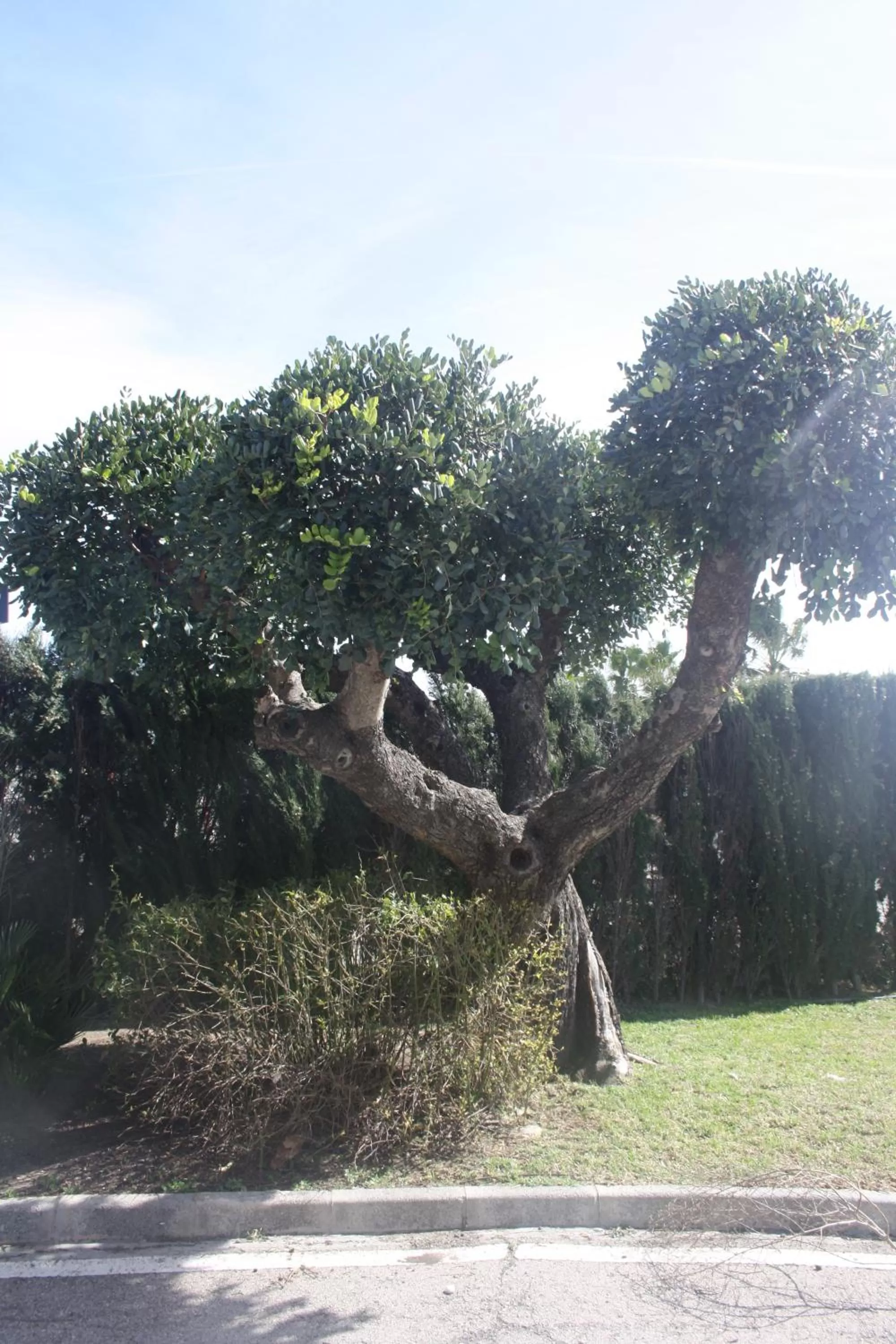 Garden in Hotel La Carreta