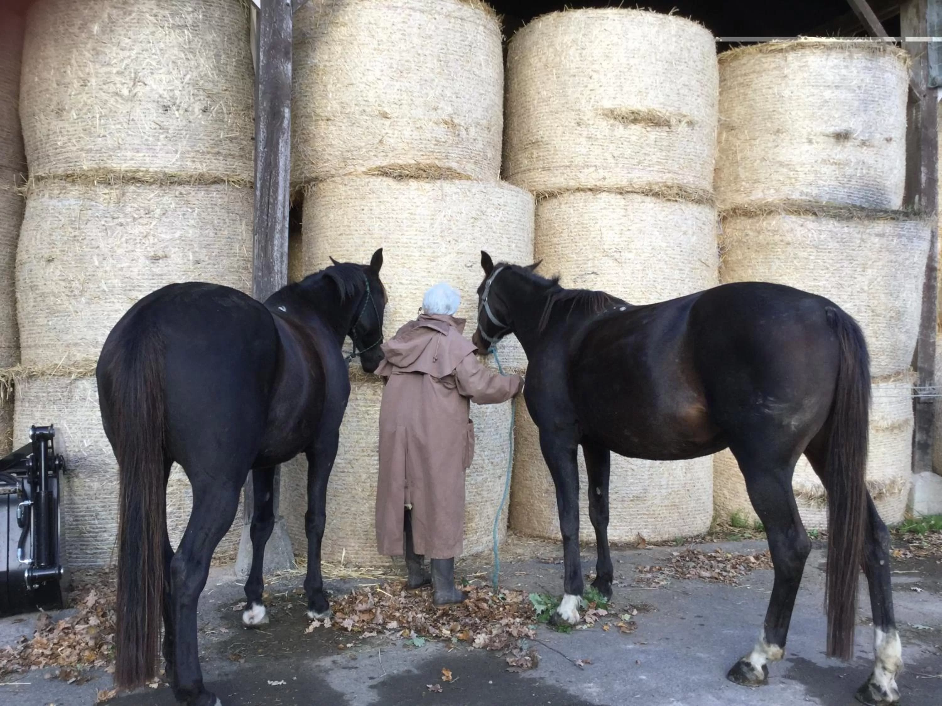 Other Animals in Chambres d'Hôtes Domaine du Bois-Basset