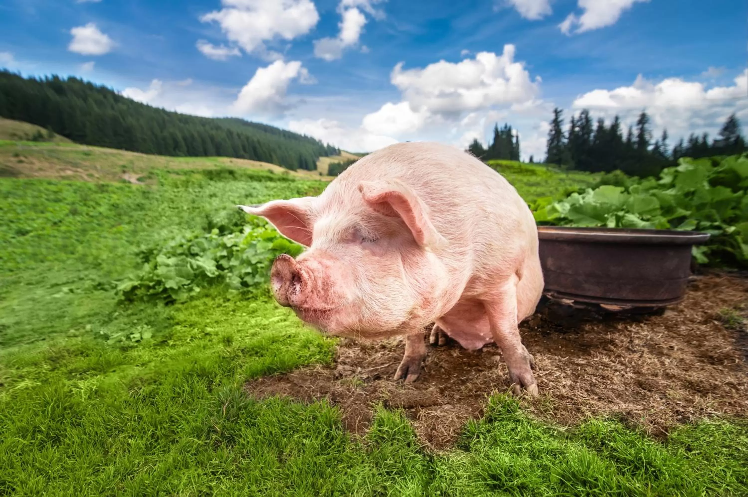 Other in Alpenhof Hotel Garni Suprême
