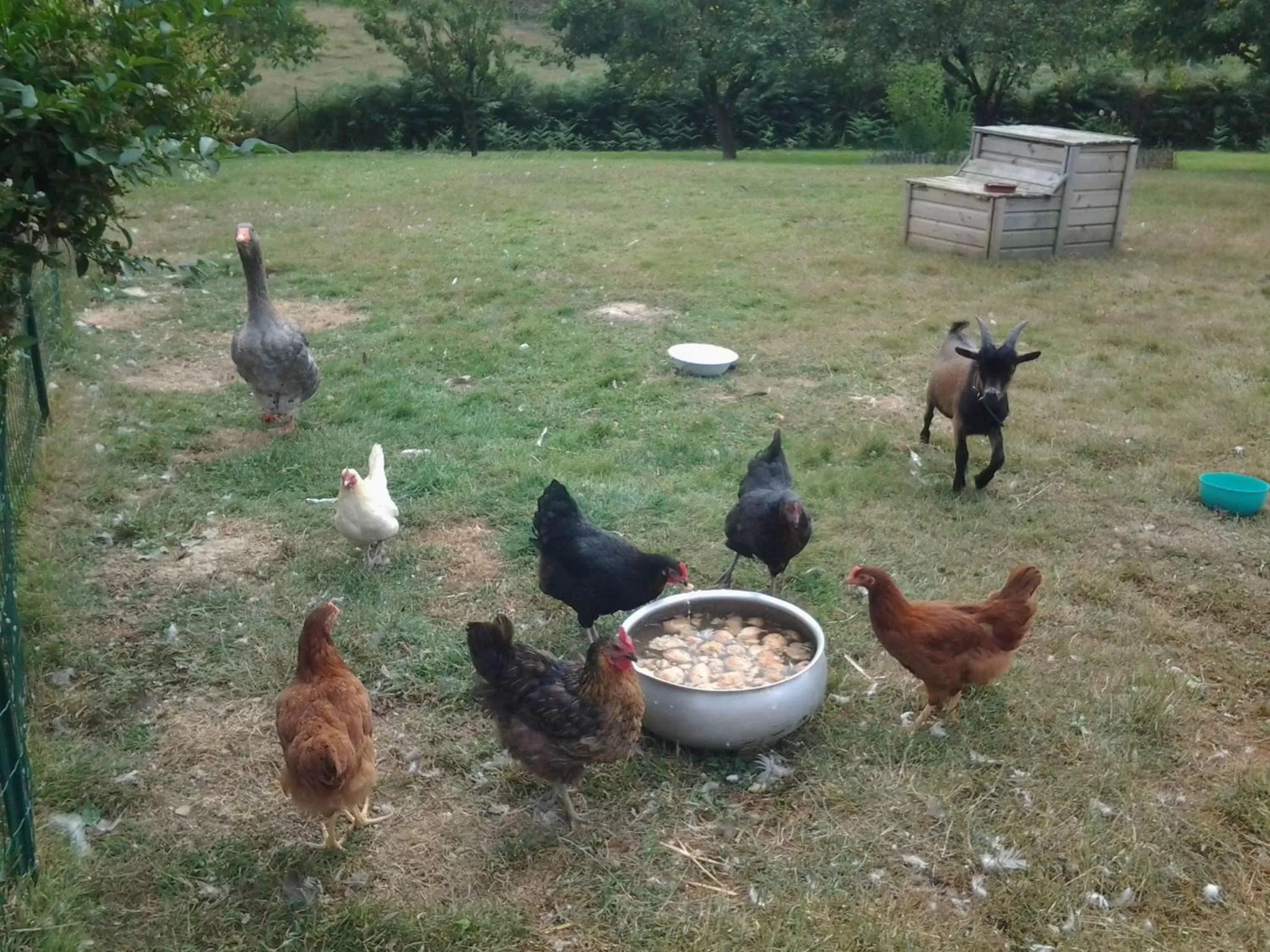 Animals, Other Animals in La Parisière