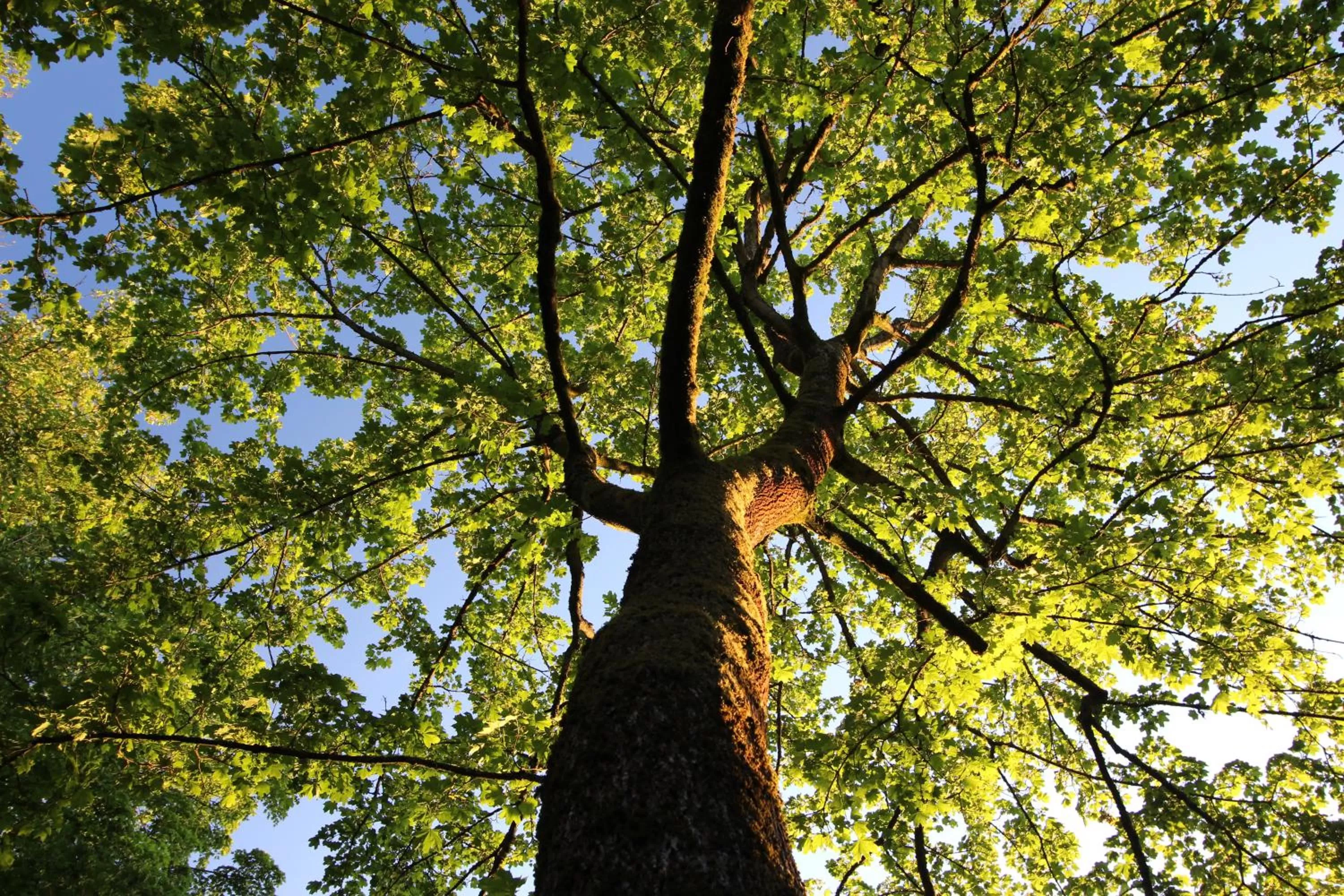 Natural landscape in Hardtwald Hotel