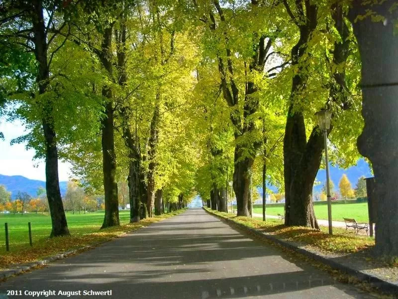 Natural landscape in Hotel Krone