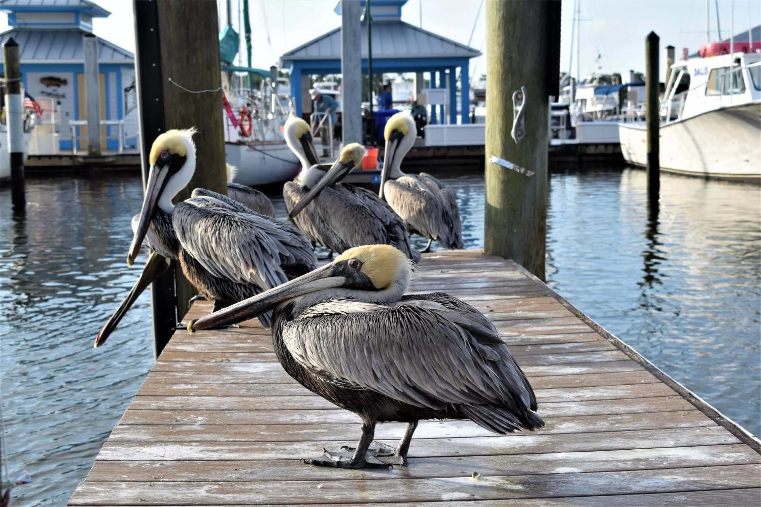 Animals in Cove Inn on Naples Bay