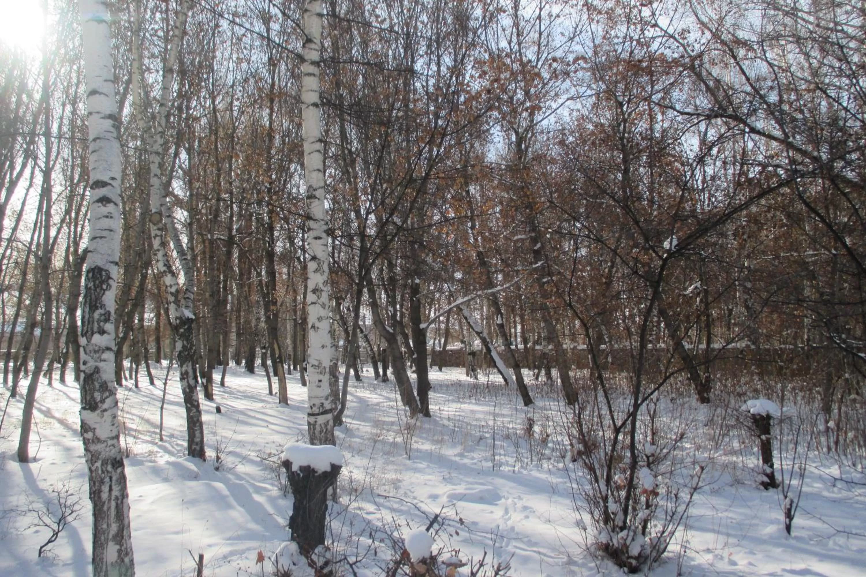 Garden view in Otel Issyk-Kul Karakol