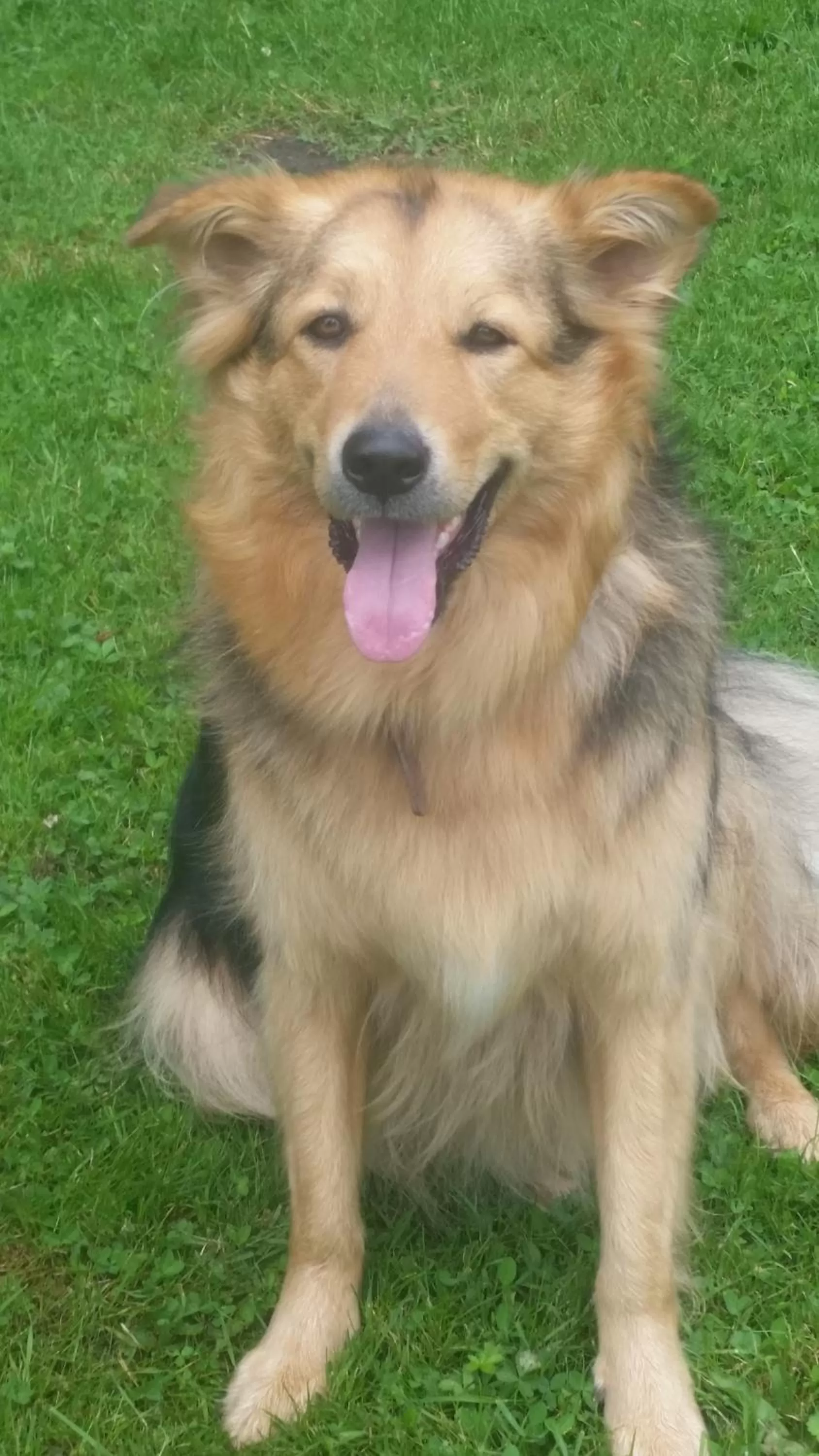 Pets in PURE WELLNESS SEA-VIEW Beluga & Dolphin Luxury HOTEL apartments