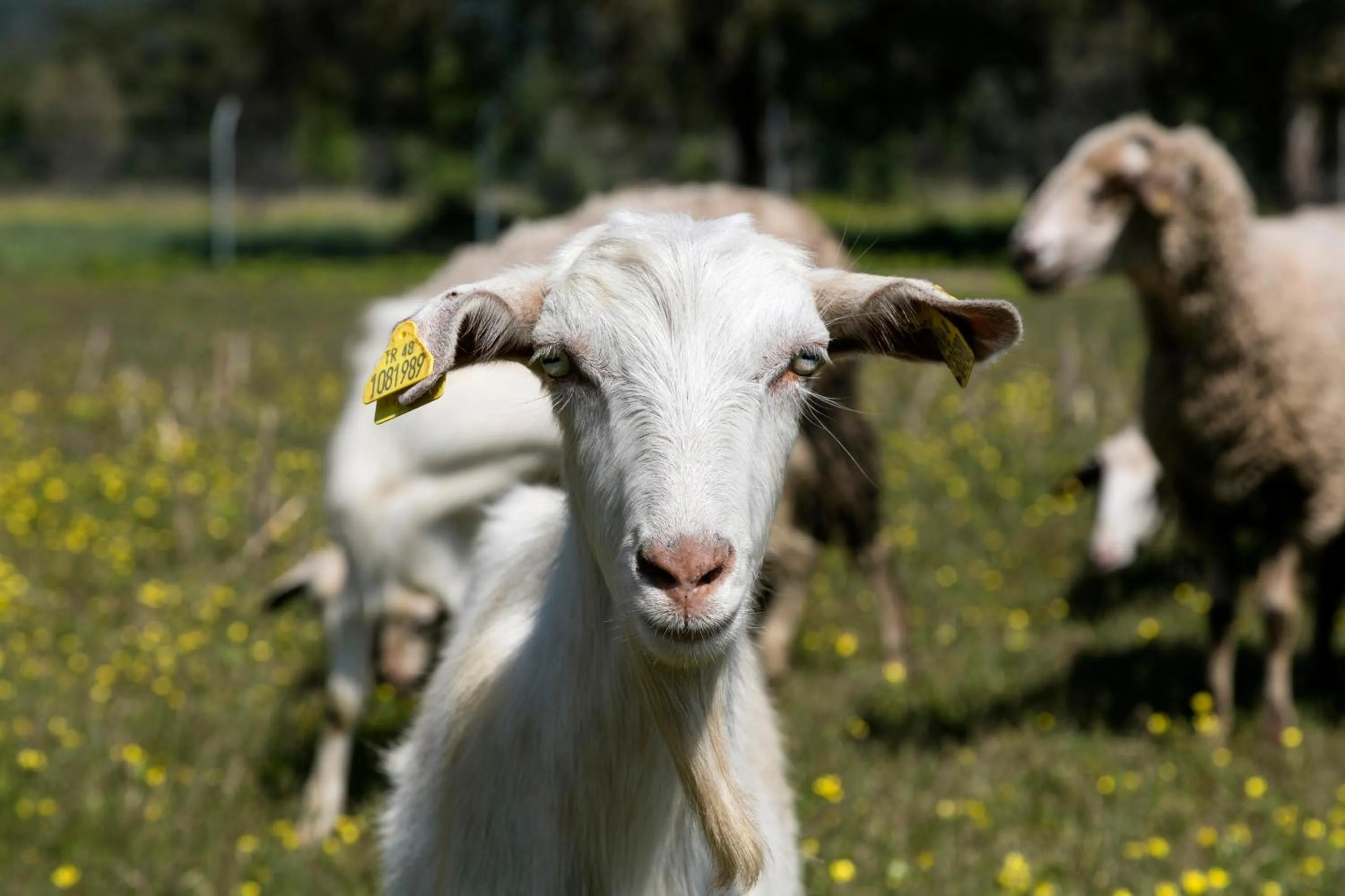 Other in Örsmaris Boutique Hotel