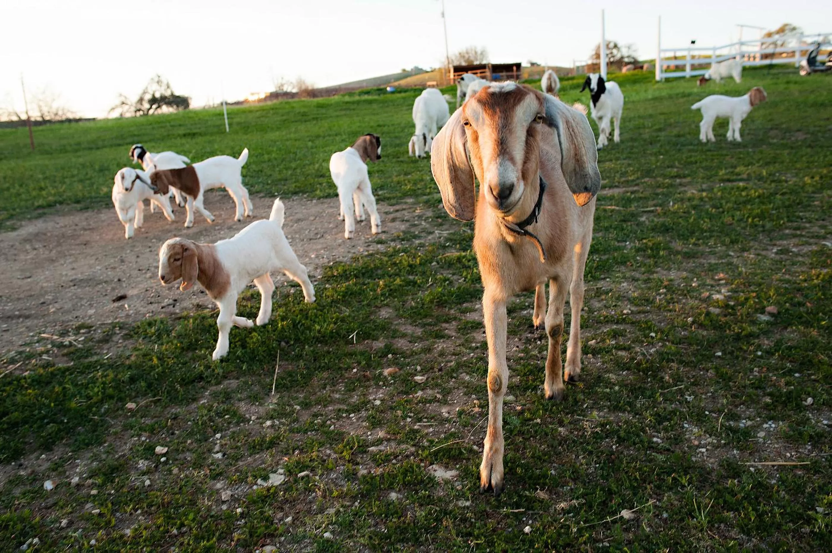 Other Animals in Rêves de Moutons