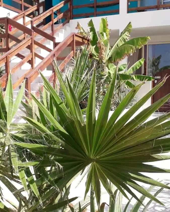 Garden in B&B Sereia Azul Boa Vista