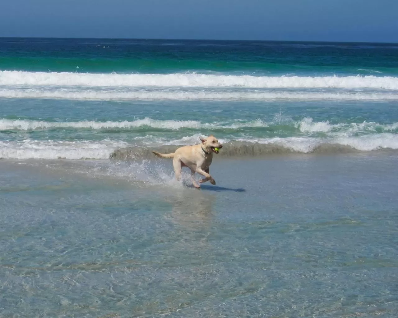 Beach, Pets in Briarwood Inn