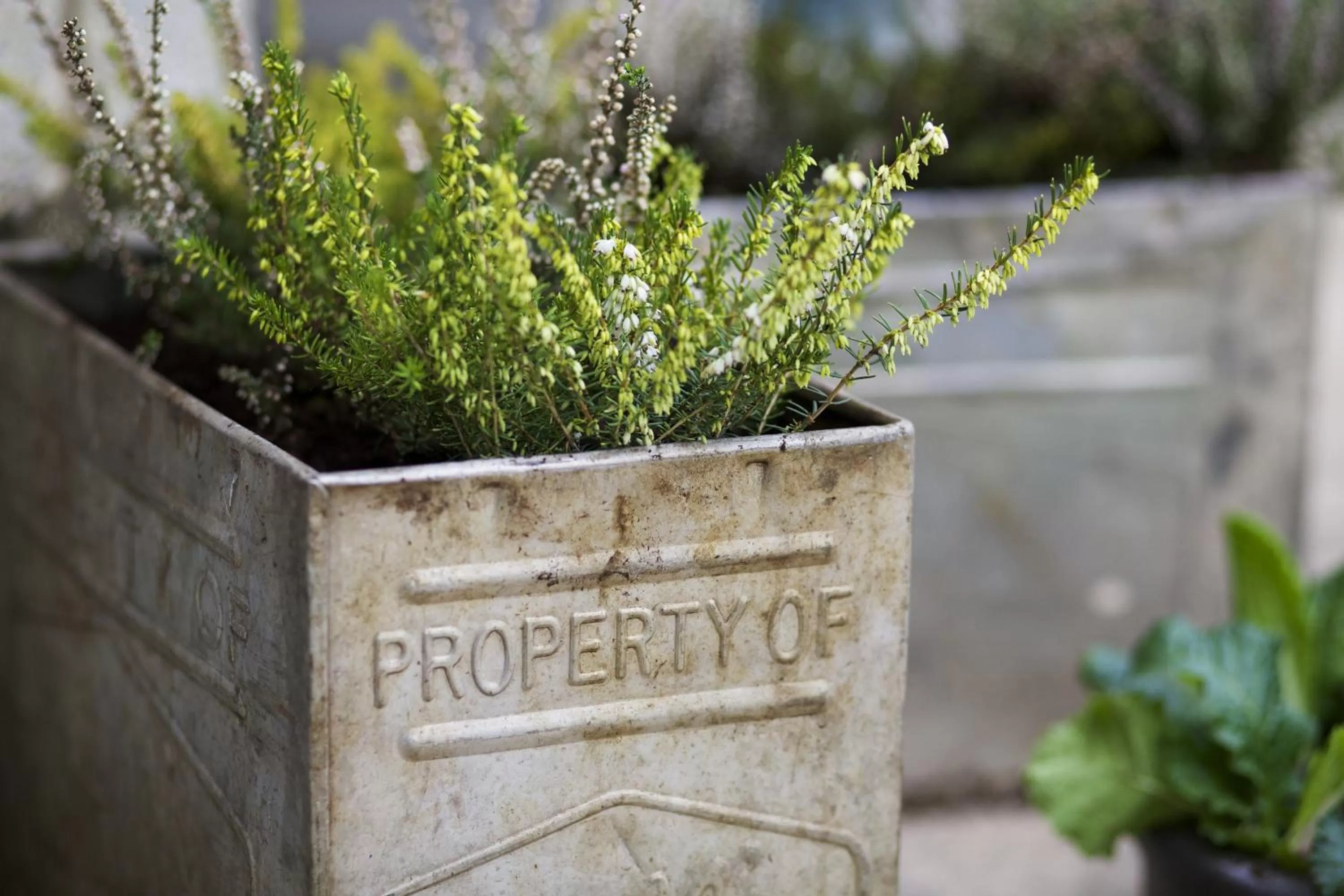 Garden in Pear Tree Inn Whitley
