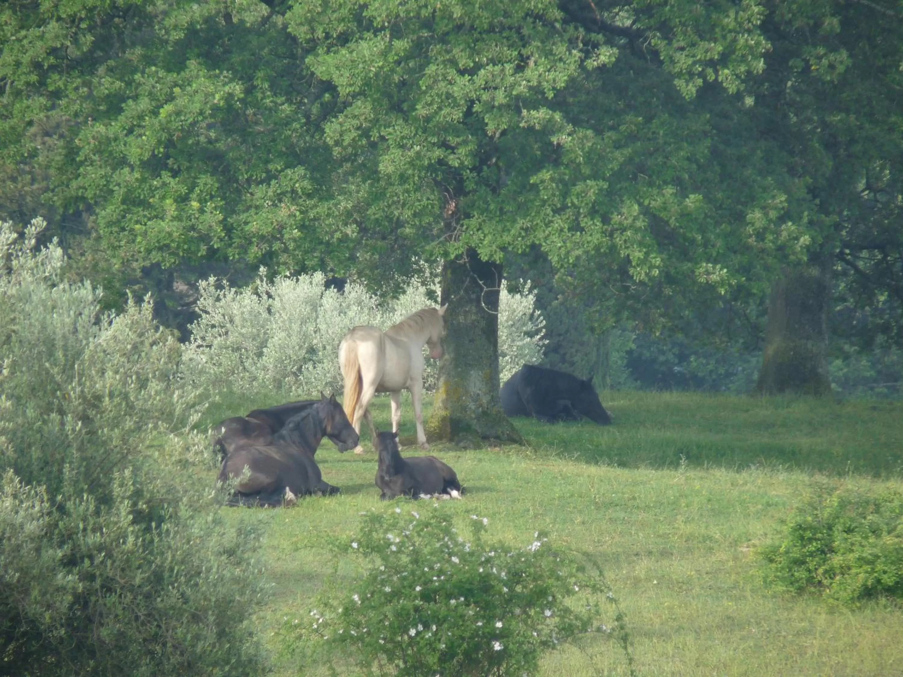 Horse-riding in Castello Di Giomici