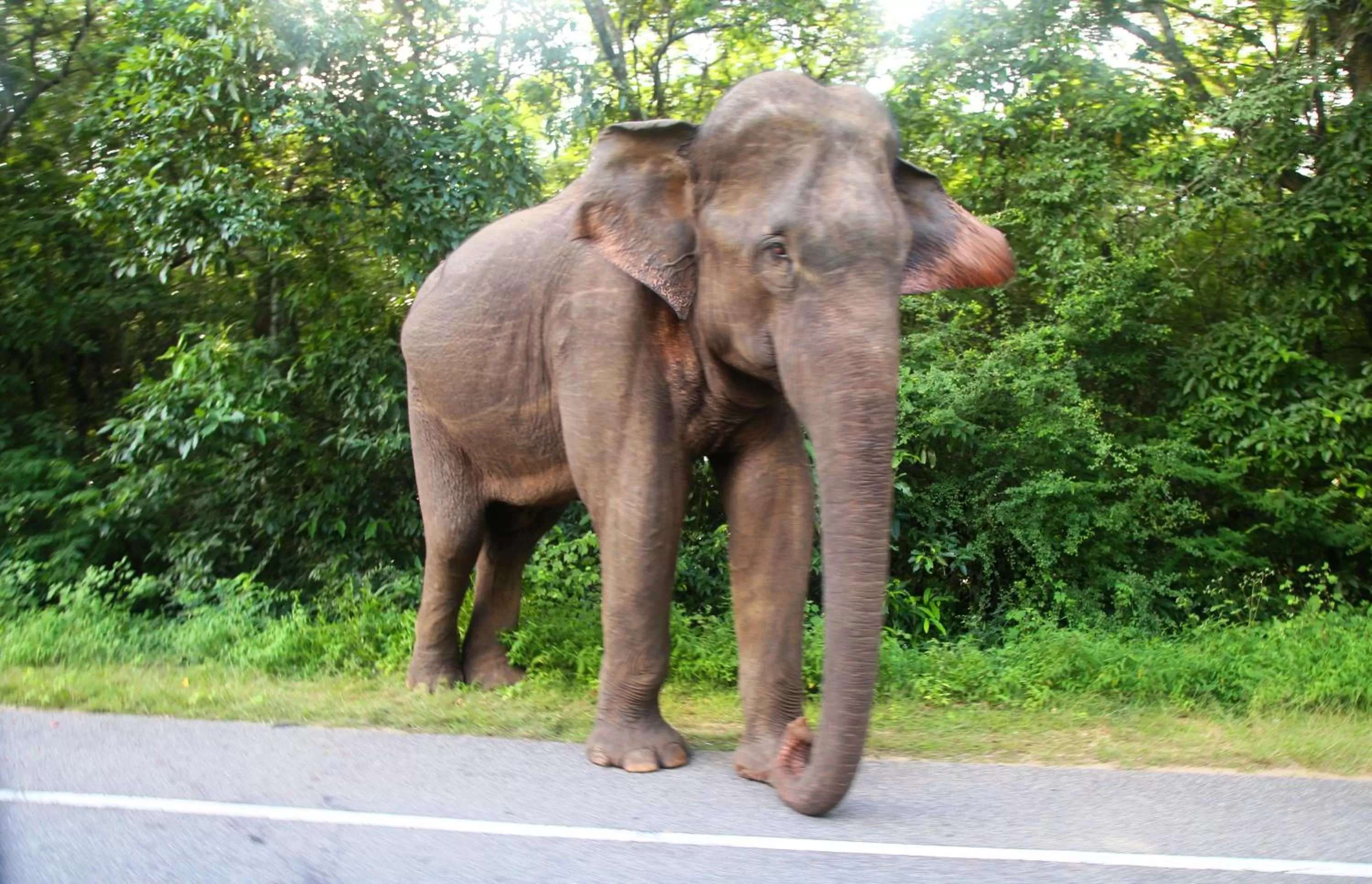 Animals in Honey Tree Polonnaruwa