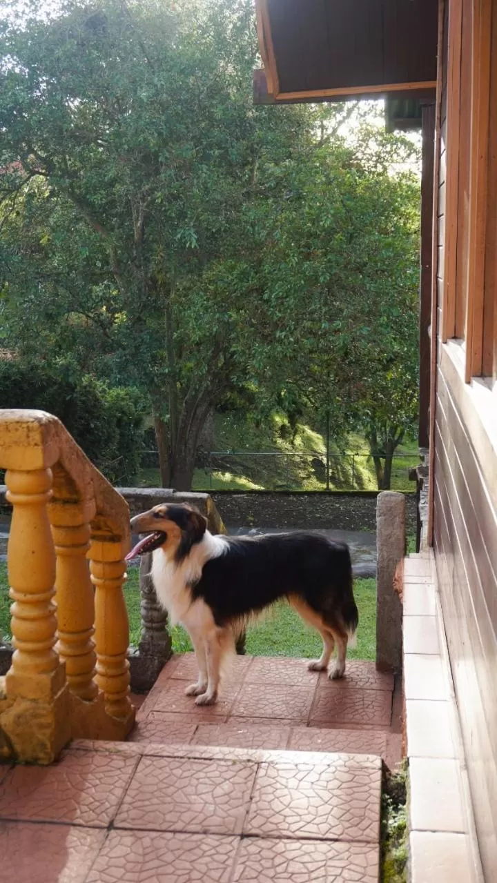 Pets in Hospedaje La Naciente