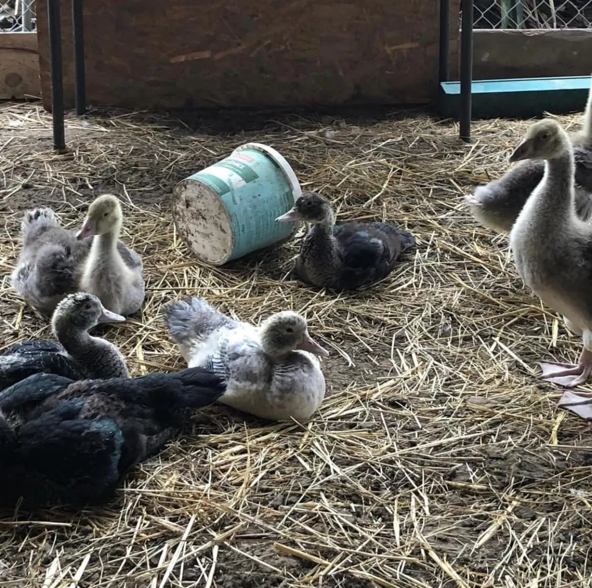 Other Animals in Mas de la Montille