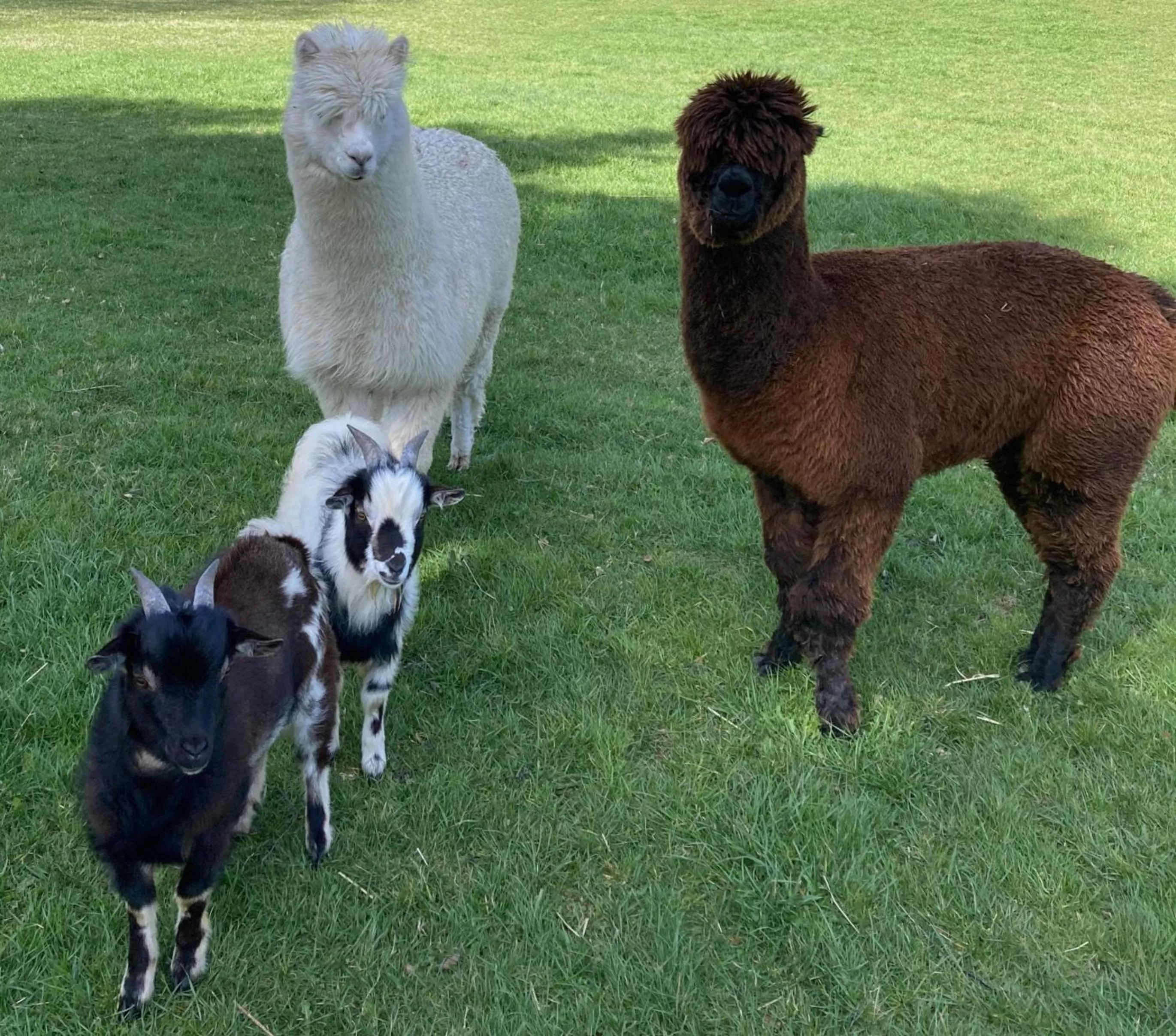 Pets in Chalet Ouréa