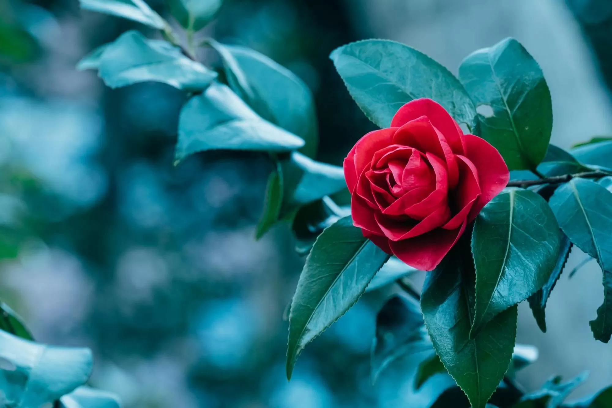 Off site in Hotel Chinzanso Tokyo