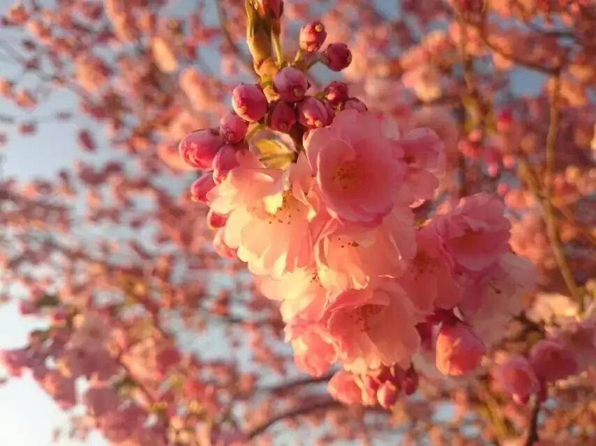 Spring in Queens Park Motels