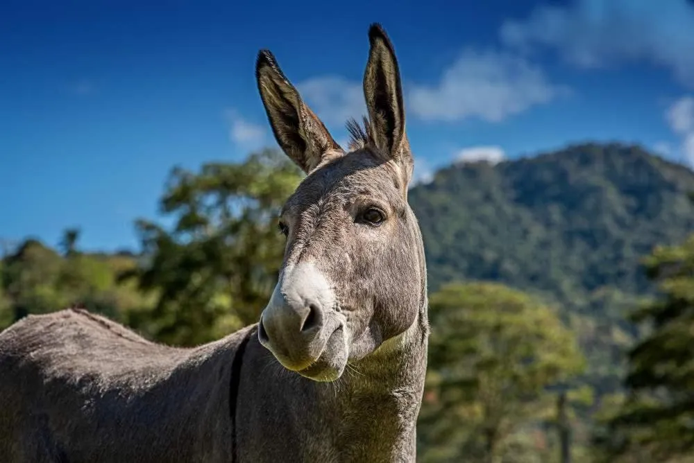 Landmark view in Coffee Pickers Village By Hacienda Orosi