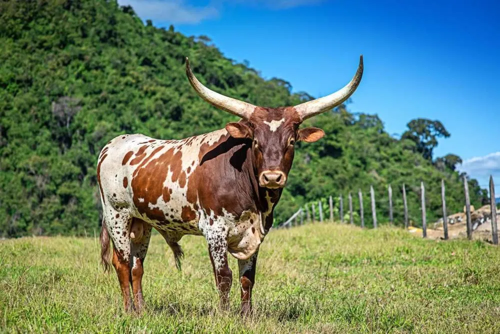 Landmark view in Coffee Pickers Village By Hacienda Orosi