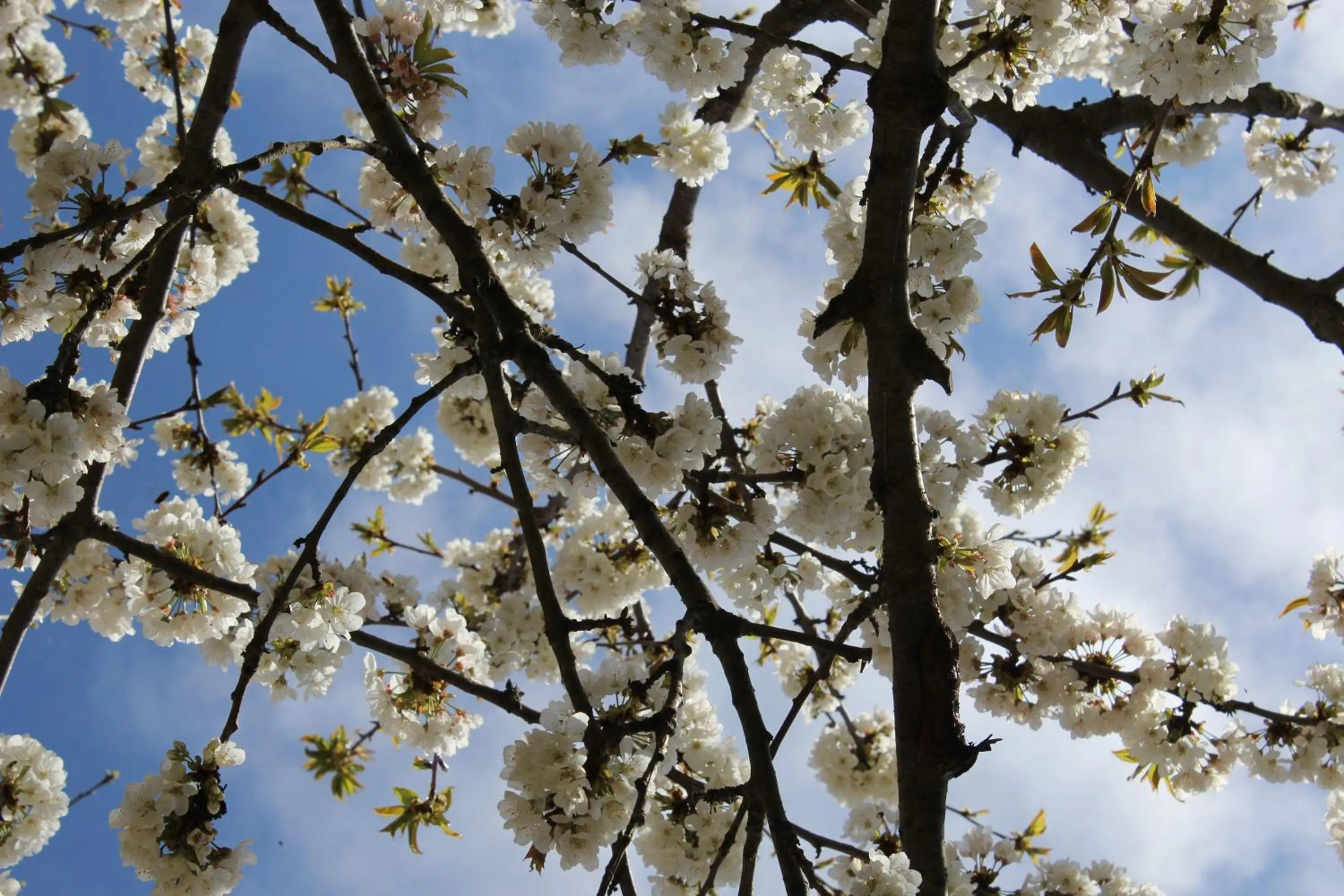 Other in Segni e Impronta