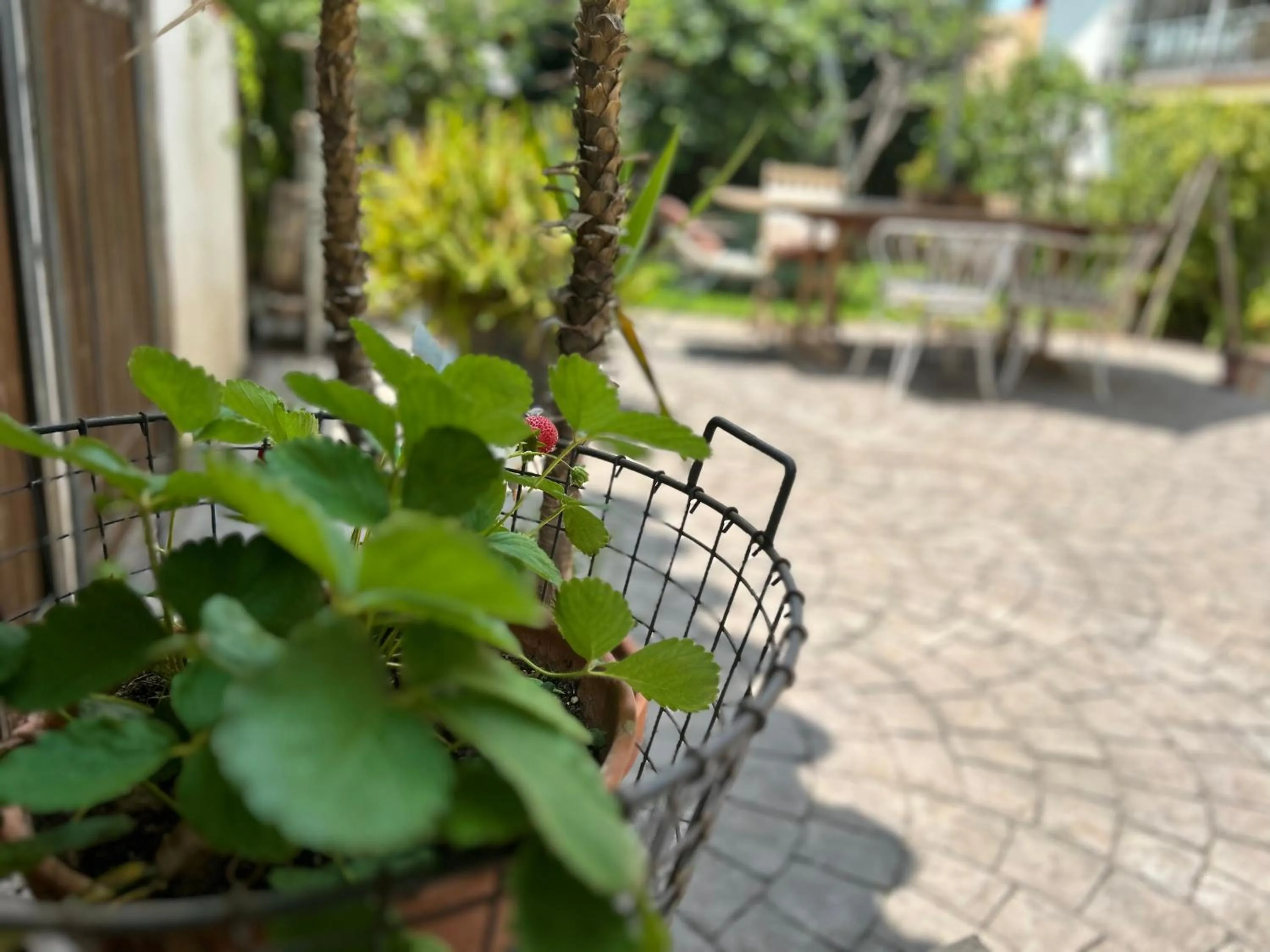 Garden in At Home in Malaga Stay & Solo Travellers