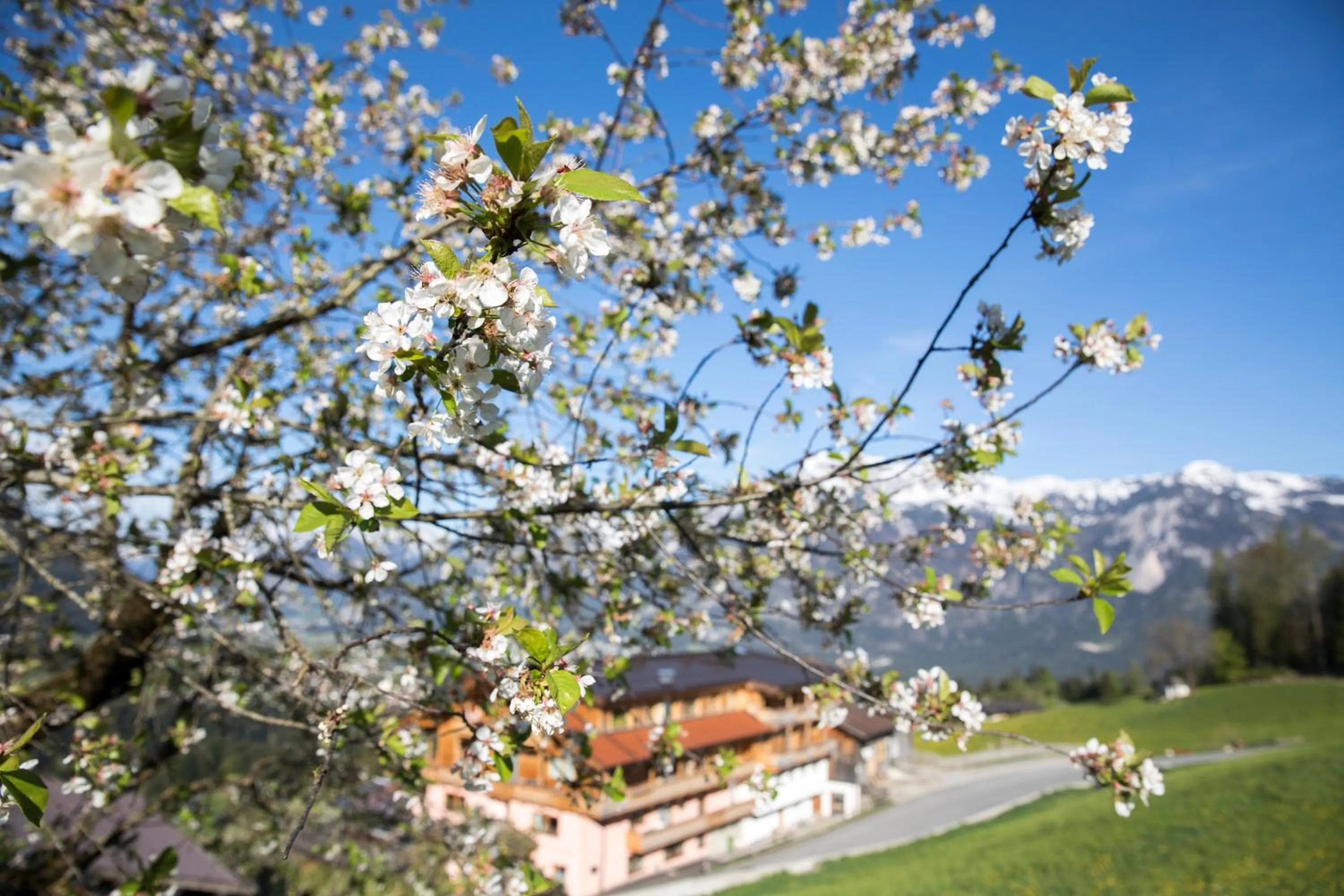 Garden view in Hotel & Alpengasthof Pinzgerhof