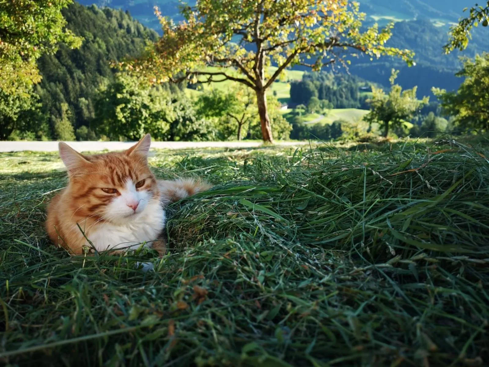 Animals in Hotel & Alpengasthof Pinzgerhof