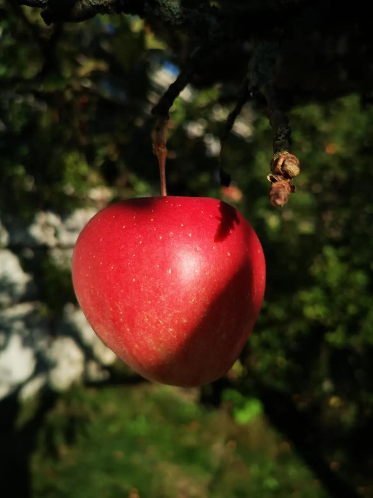 Restaurant/places to eat in Hotel & Alpengasthof Pinzgerhof