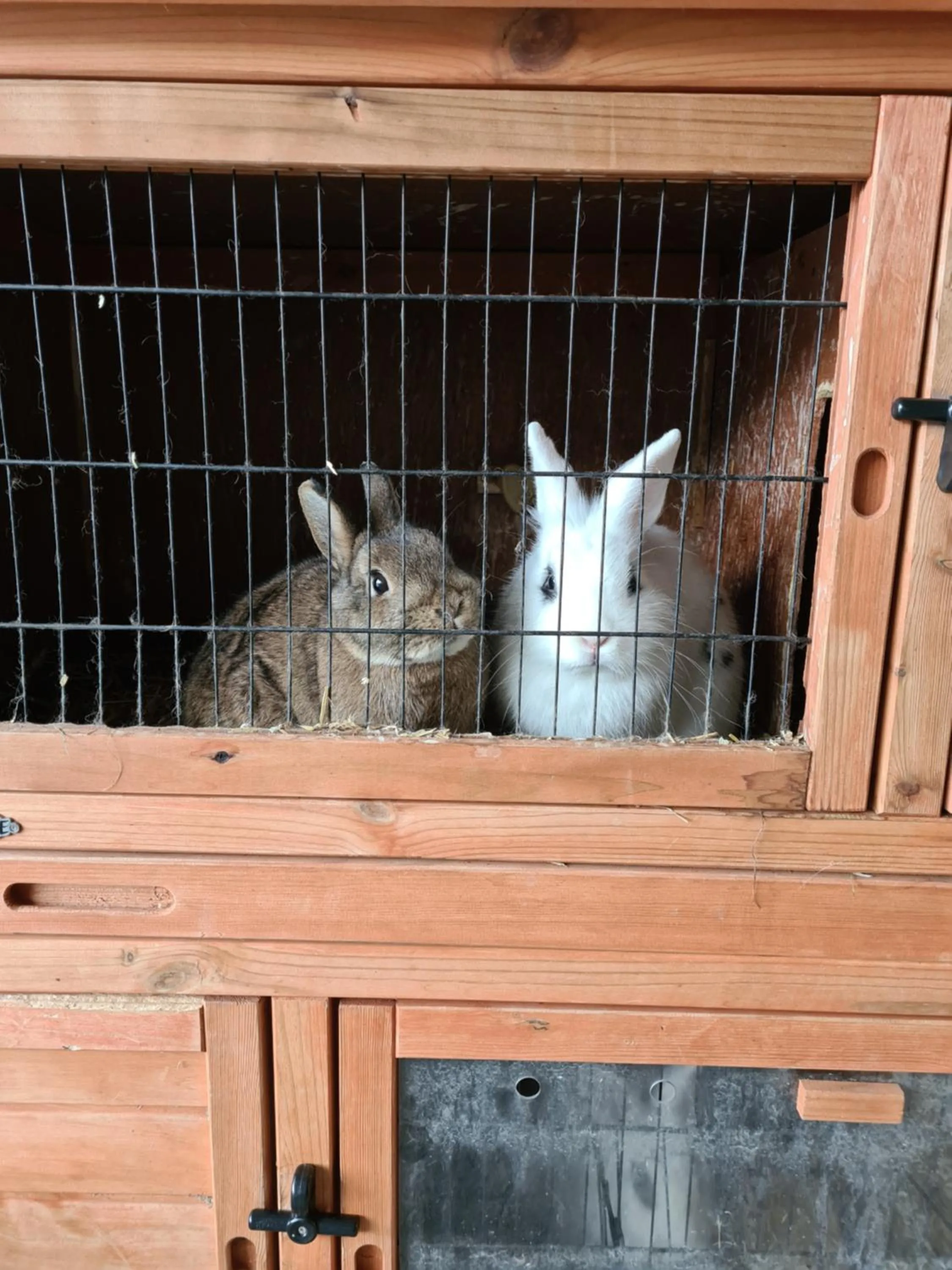Animals in Hotel & Alpengasthof Pinzgerhof