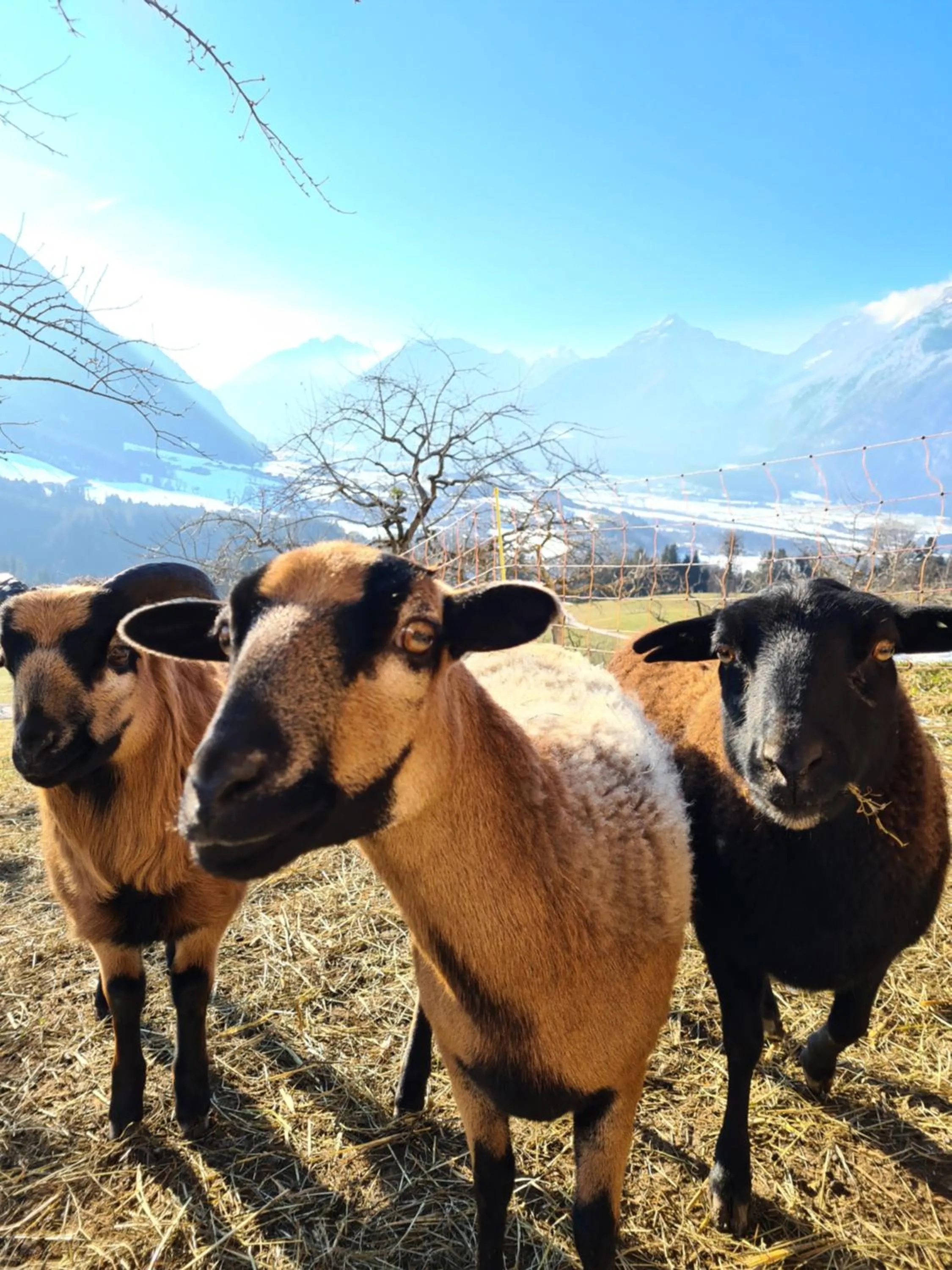 Animals in Hotel & Alpengasthof Pinzgerhof