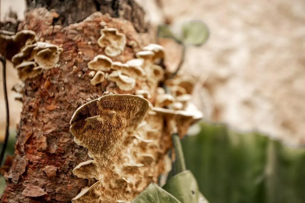 Jungle hideaway 2BR/plunge pool