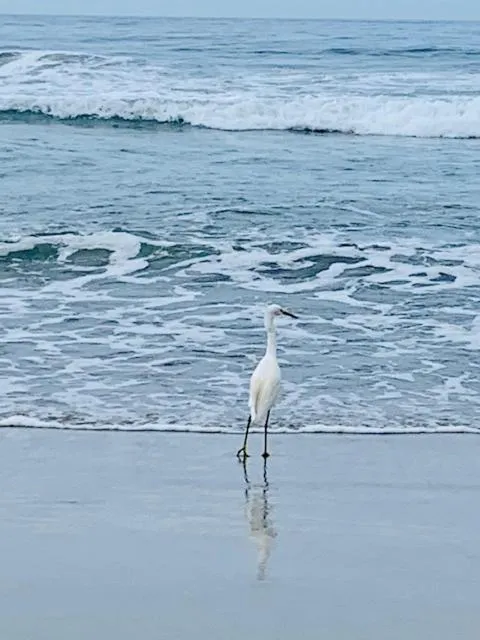 Day in The Dolphins Ocean Front-Beach 2 BR 2Bth