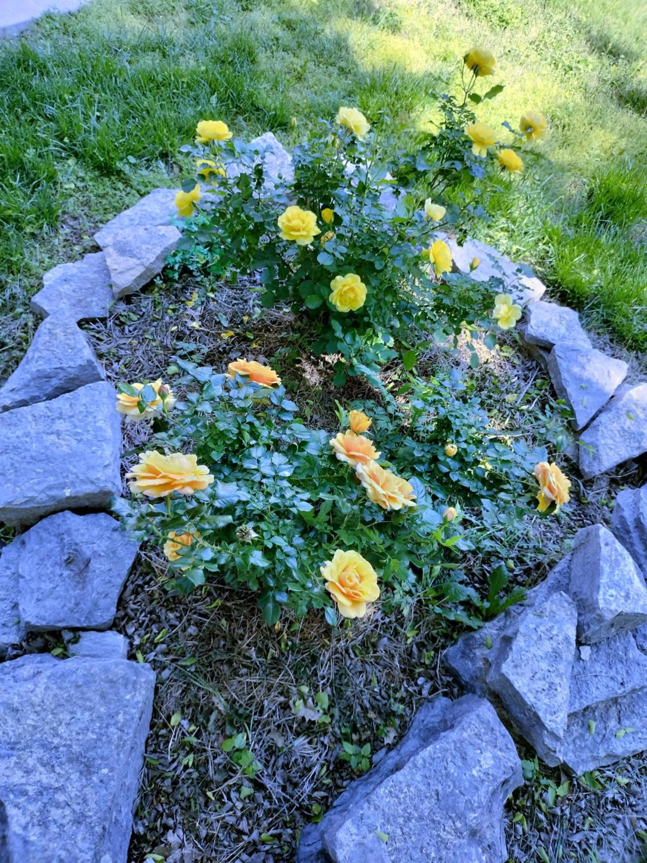 Golden Sunflower's Apt E