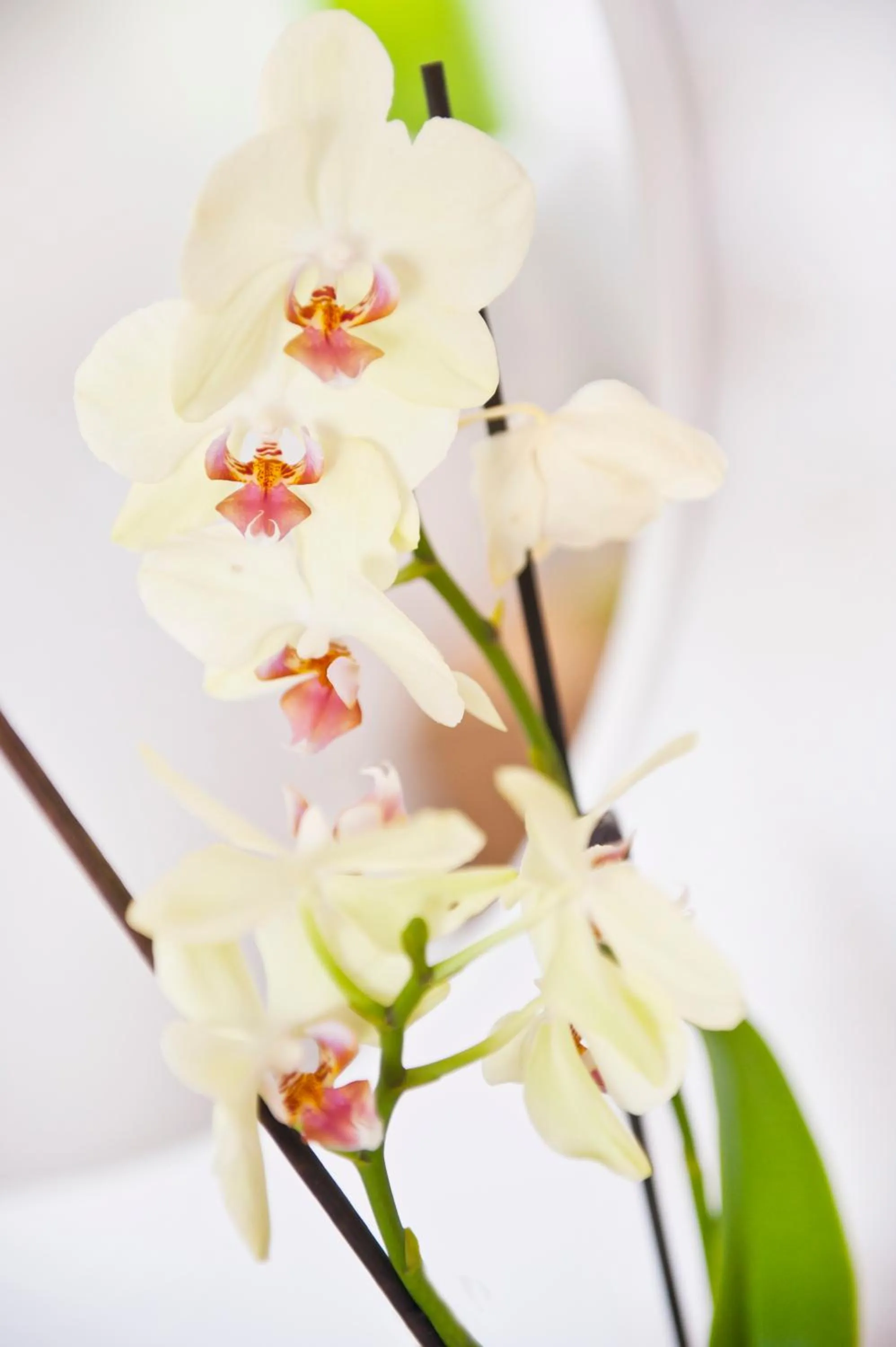 Decorative detail in Marathon Beach Resort