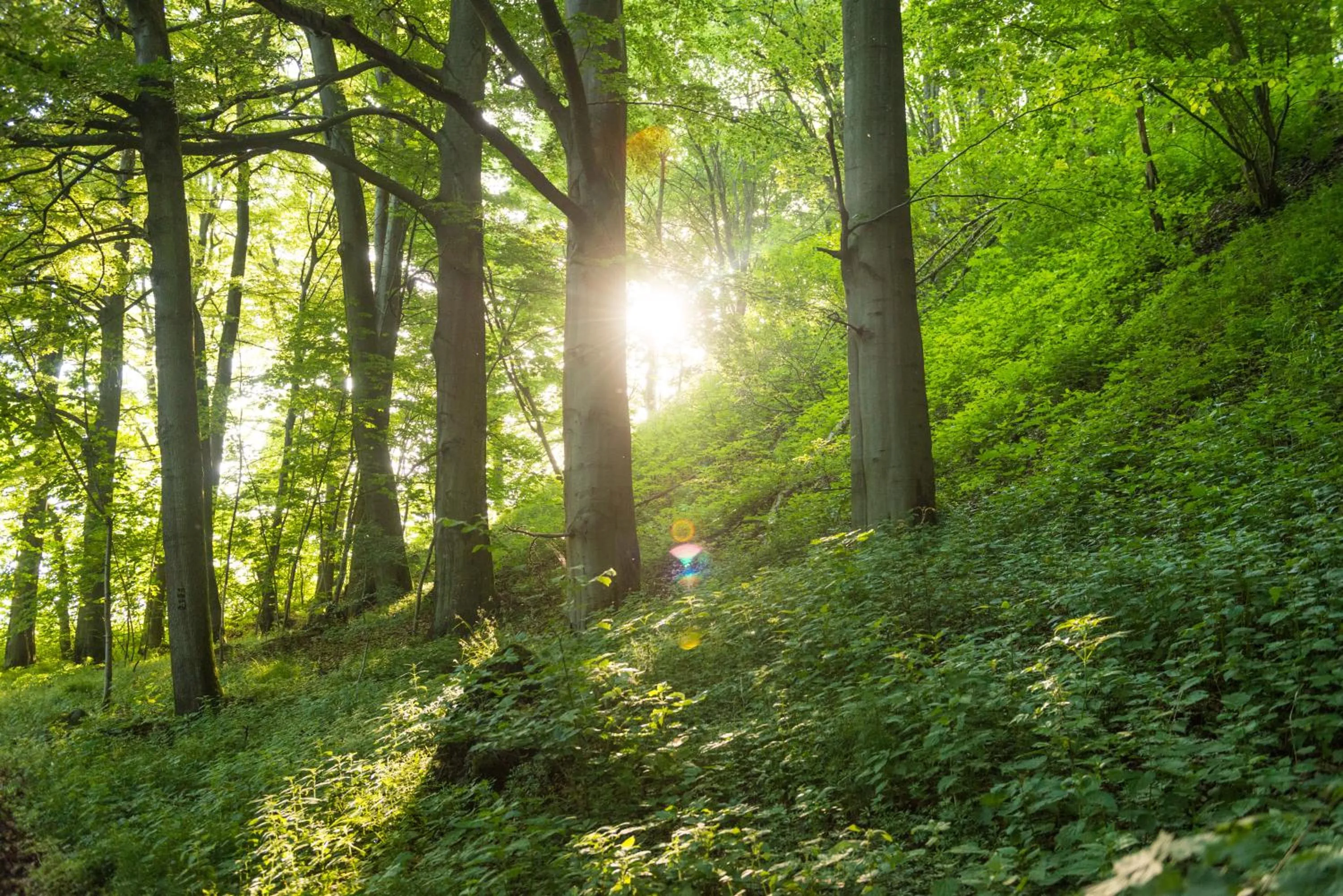 Area and facilities in Landhotel Kristall