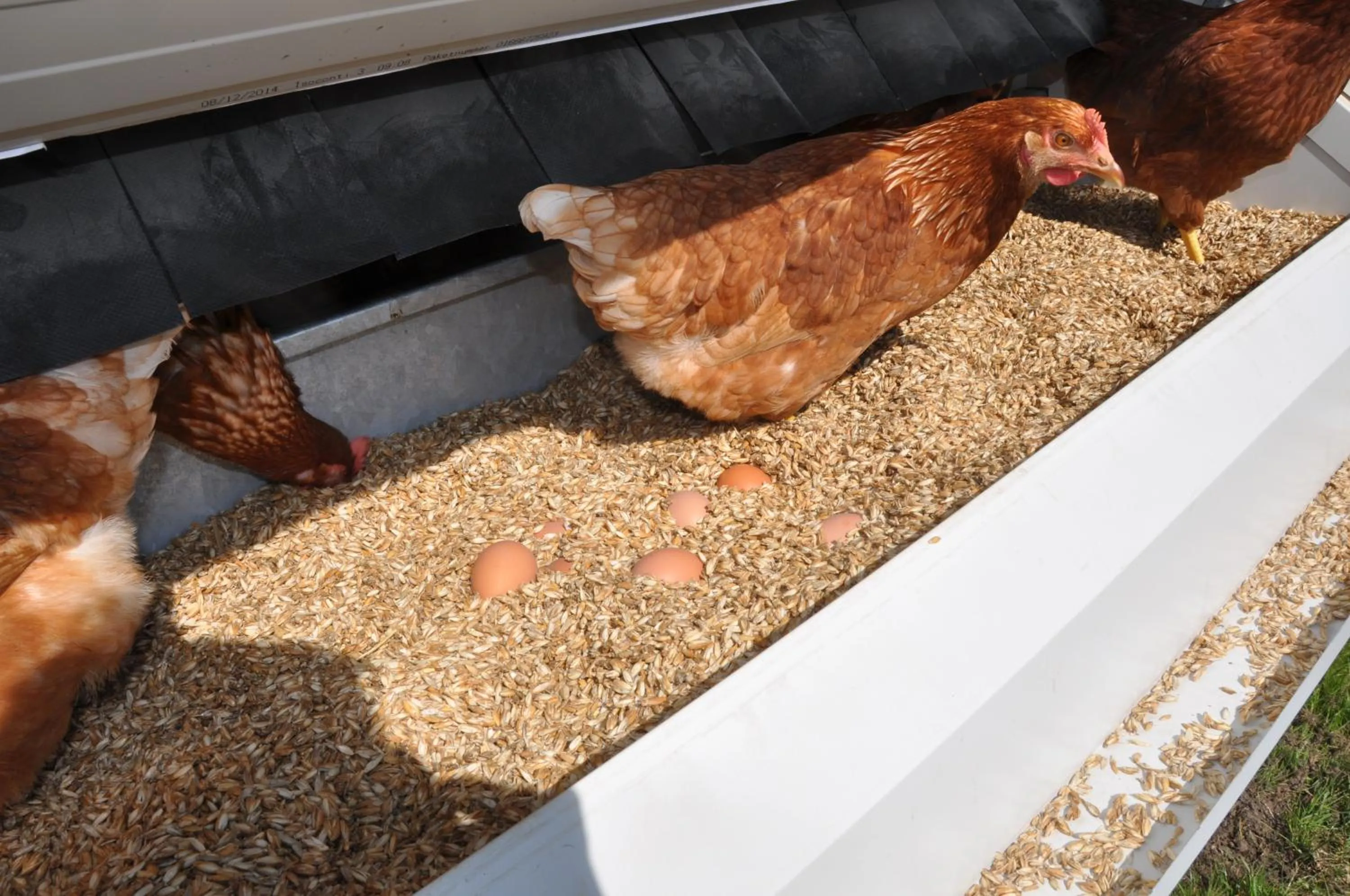 Animals in Gastagwirt