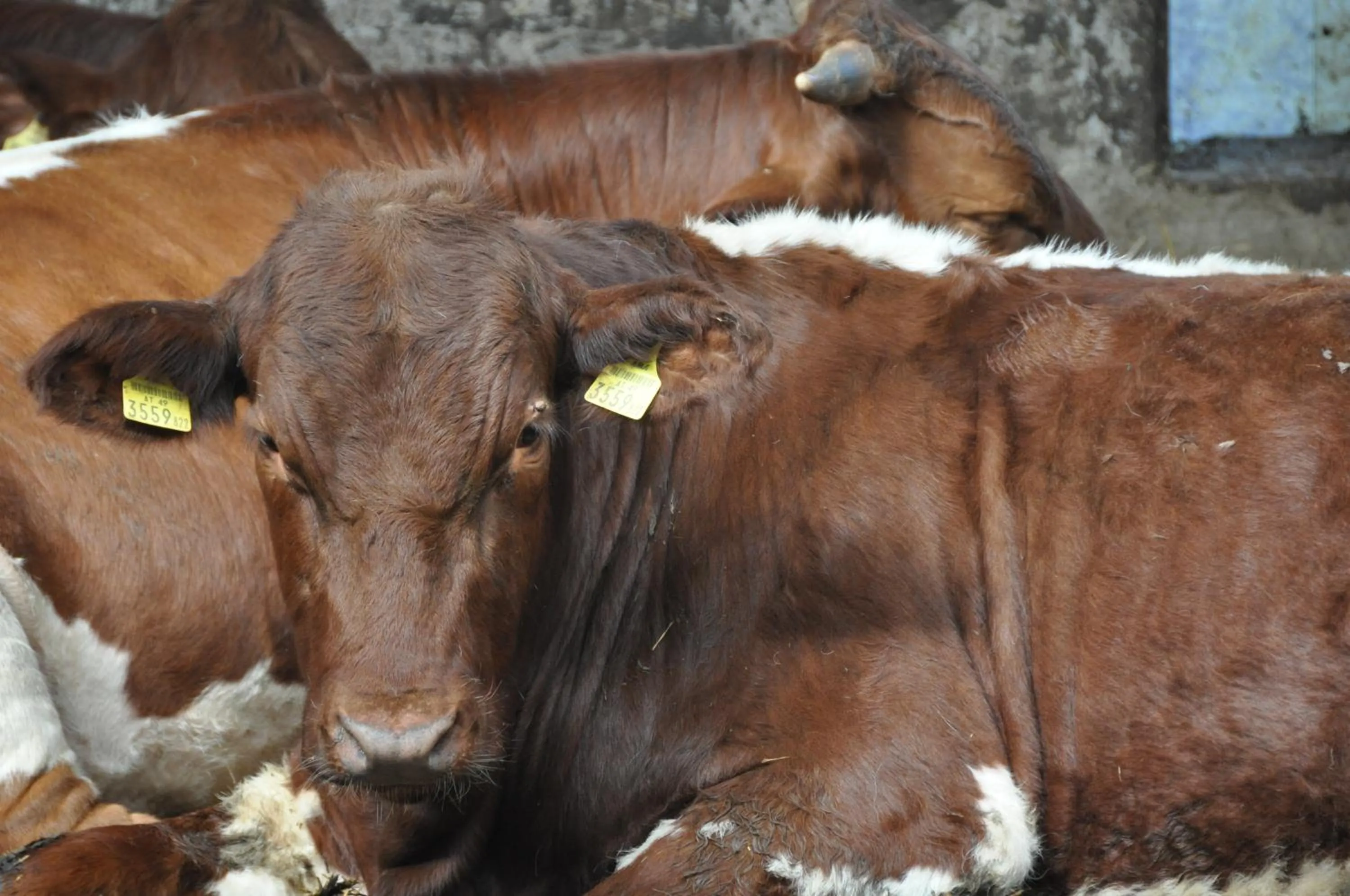 Animals in Gastagwirt