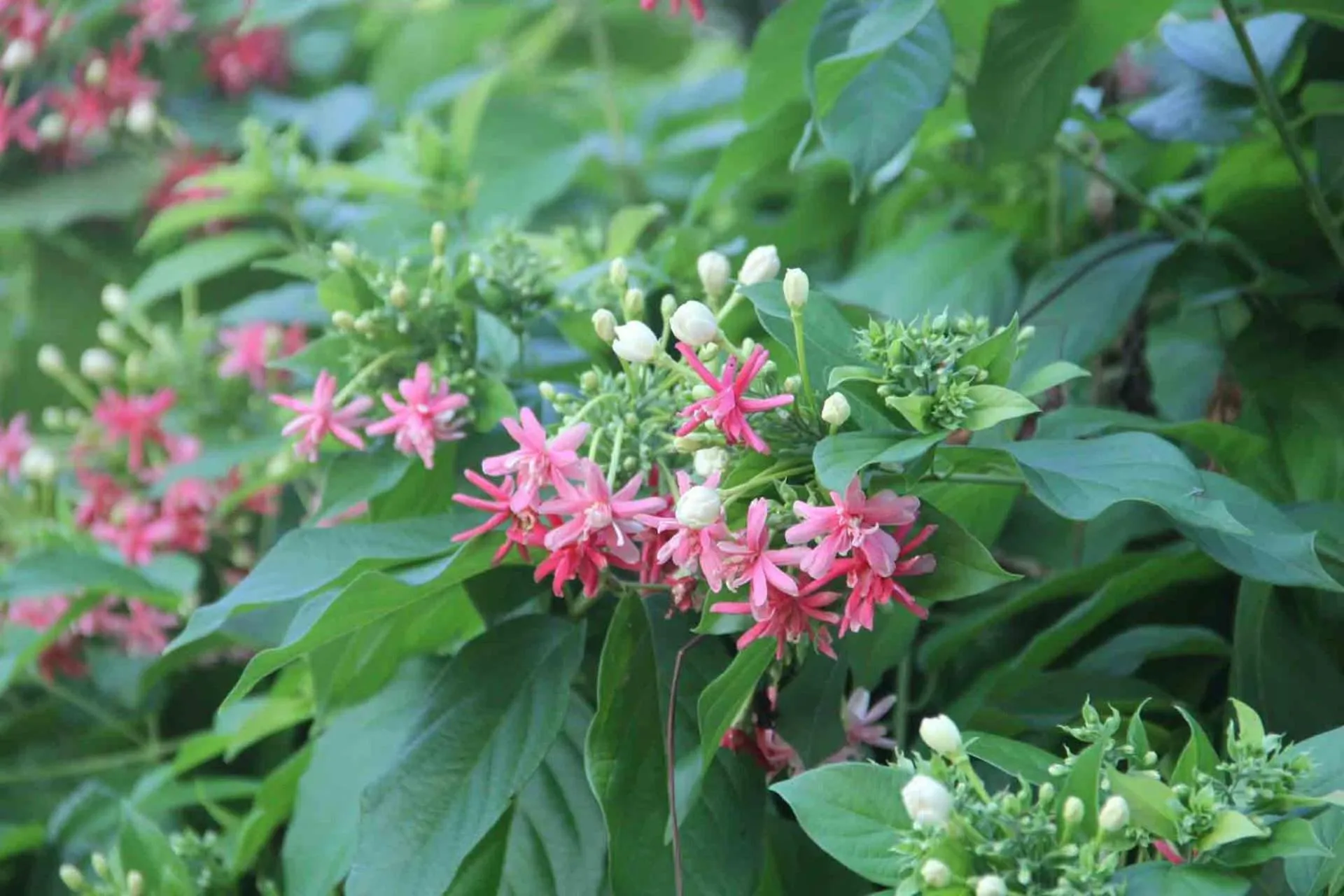 Spring in Muine Sun & Sea Resort