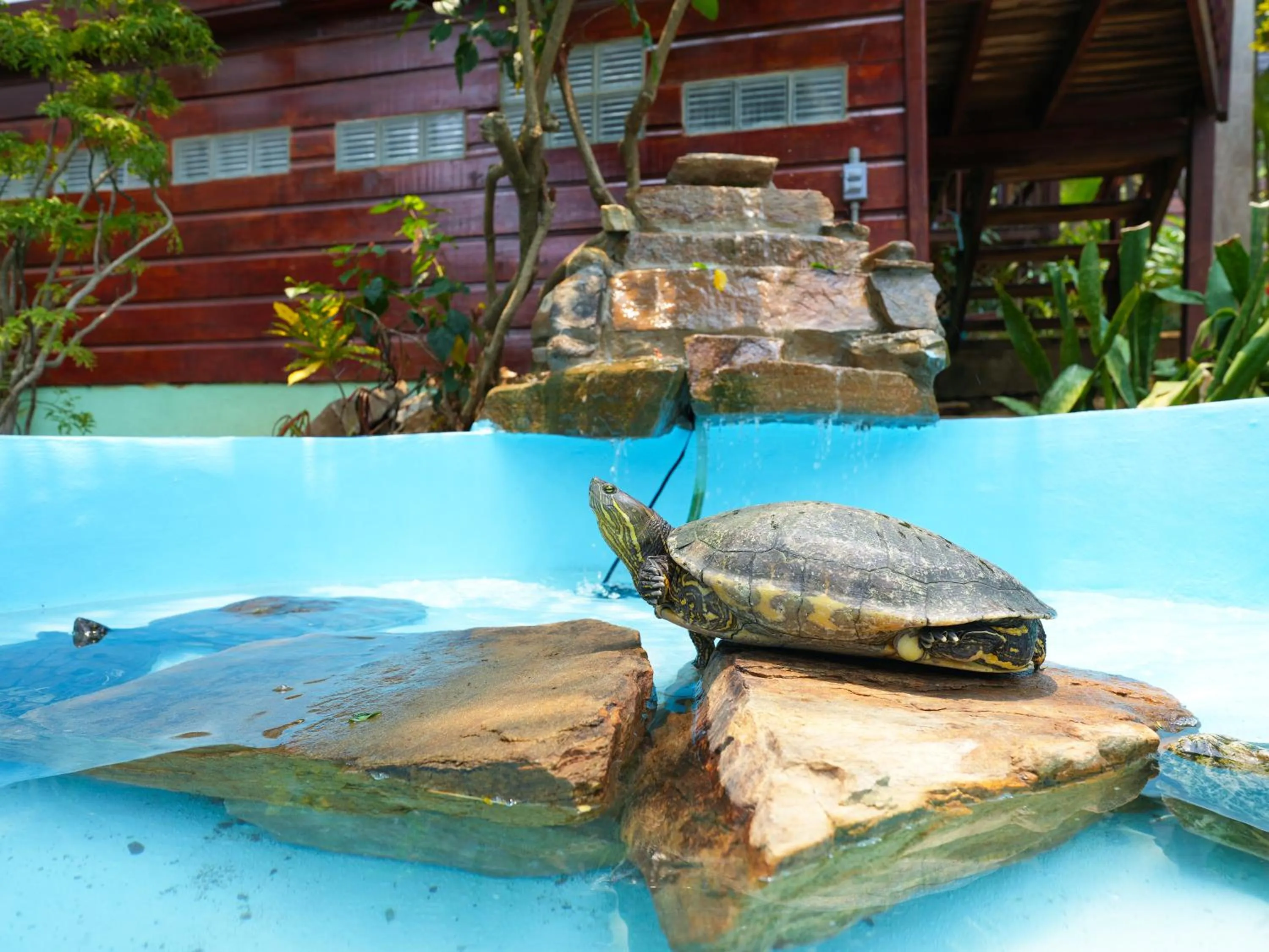 Animals in West Bay Lodge and Spa