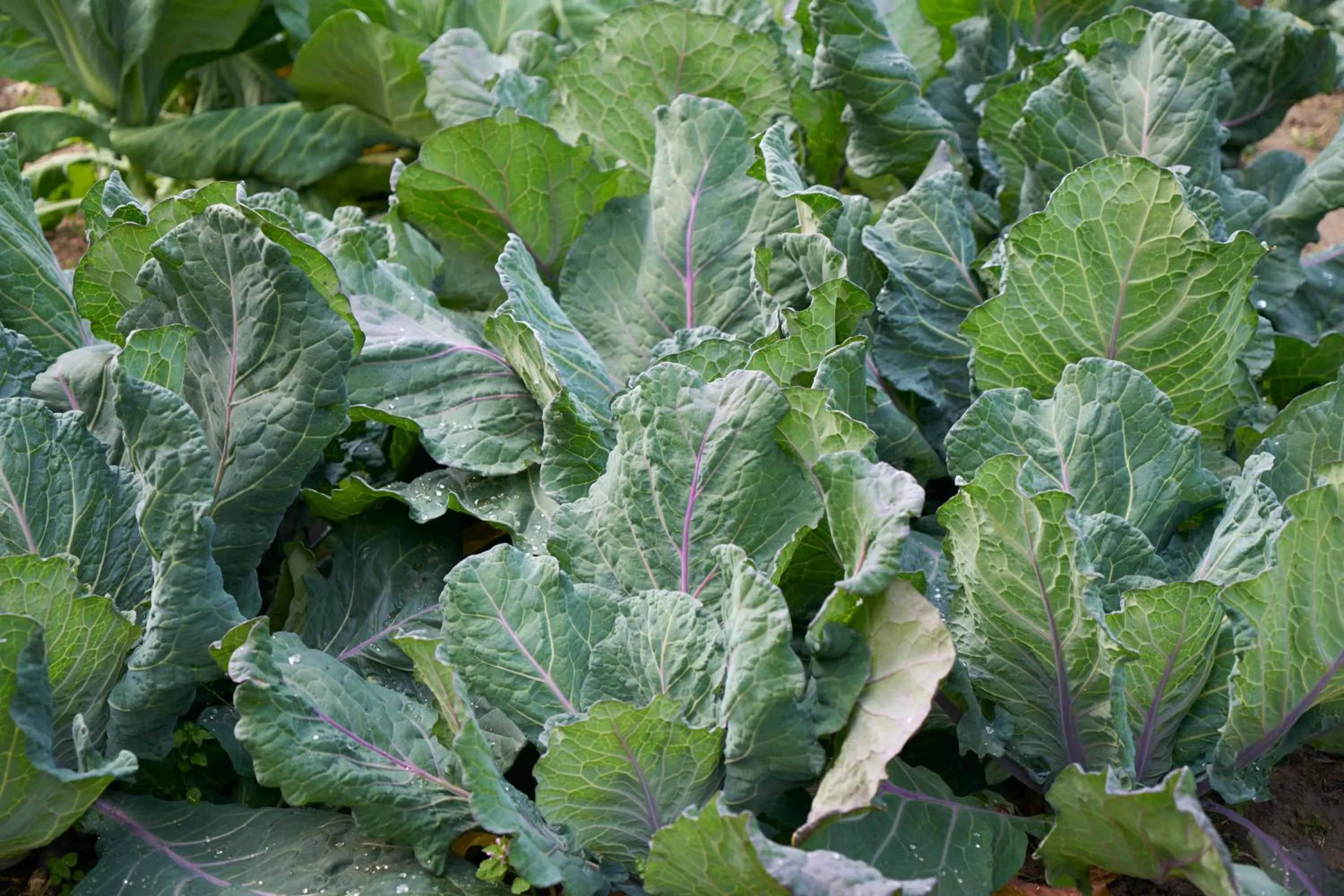 Day in Boath House Hotel