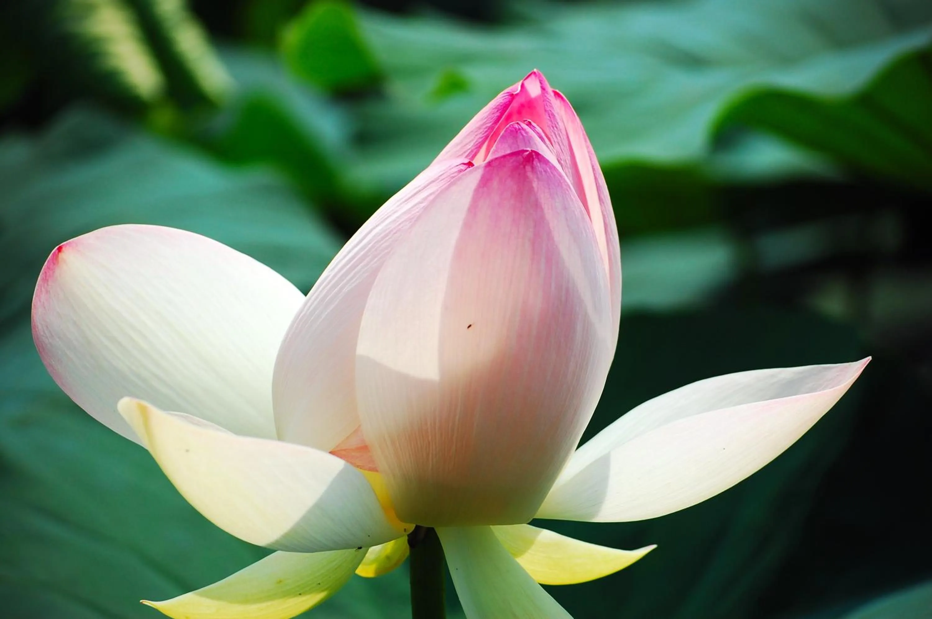 Natural landscape in Ca' Tazzoli