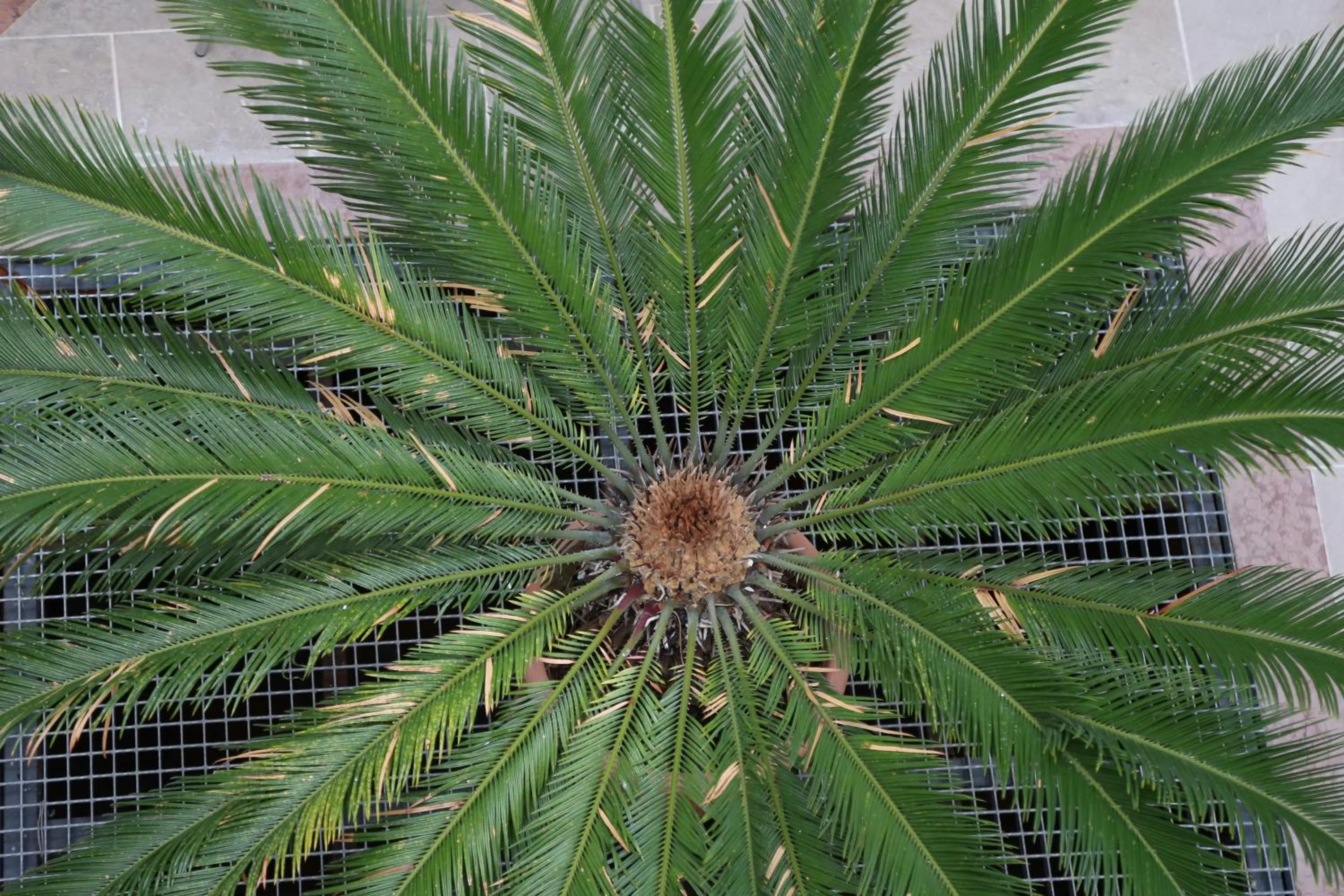 Decorative detail in Ca' Tazzoli
