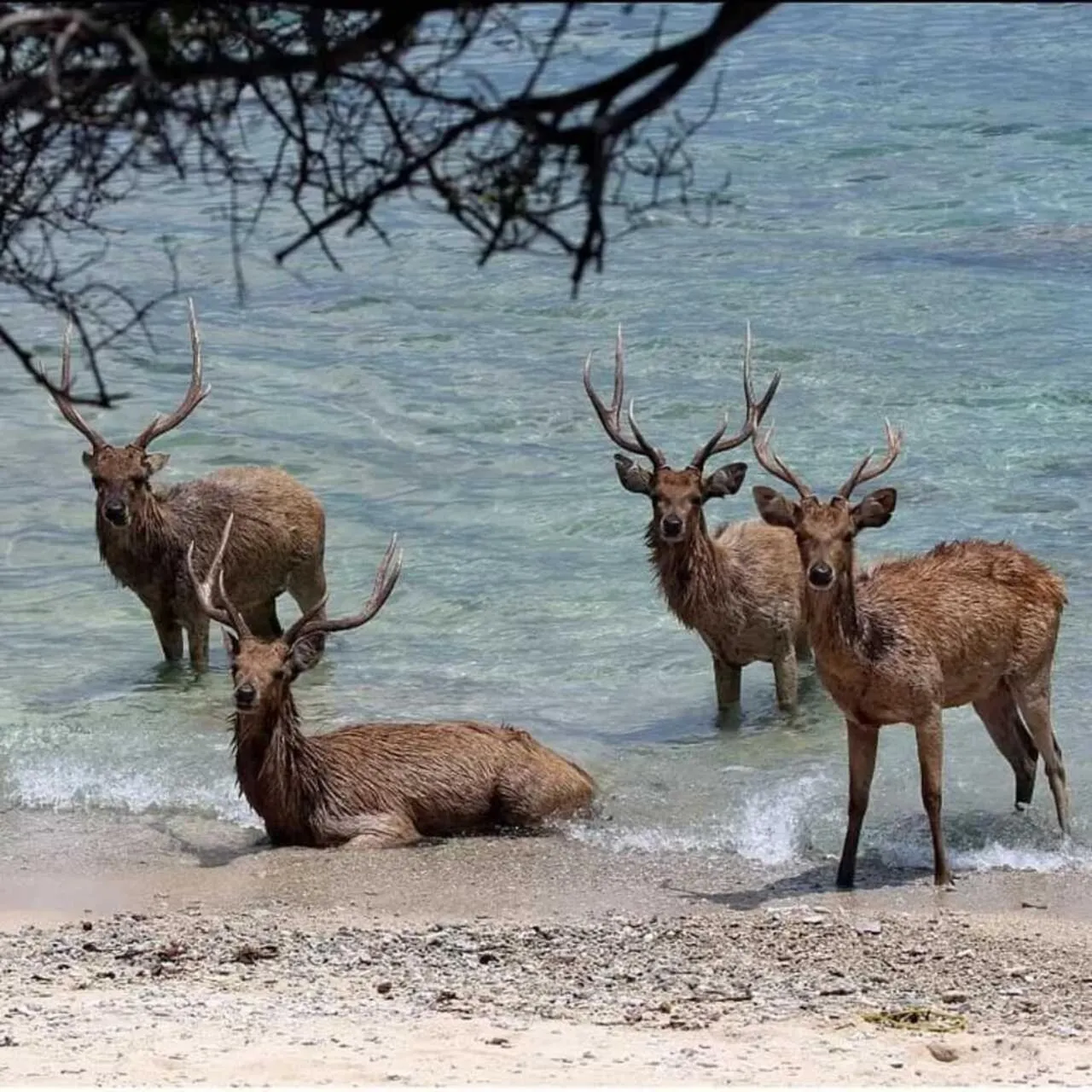 Activities in Maha Nusa Menjangan