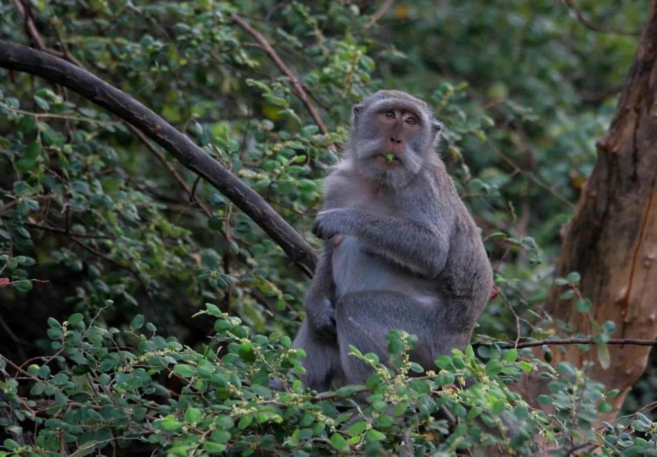 Activities in Maha Nusa Menjangan