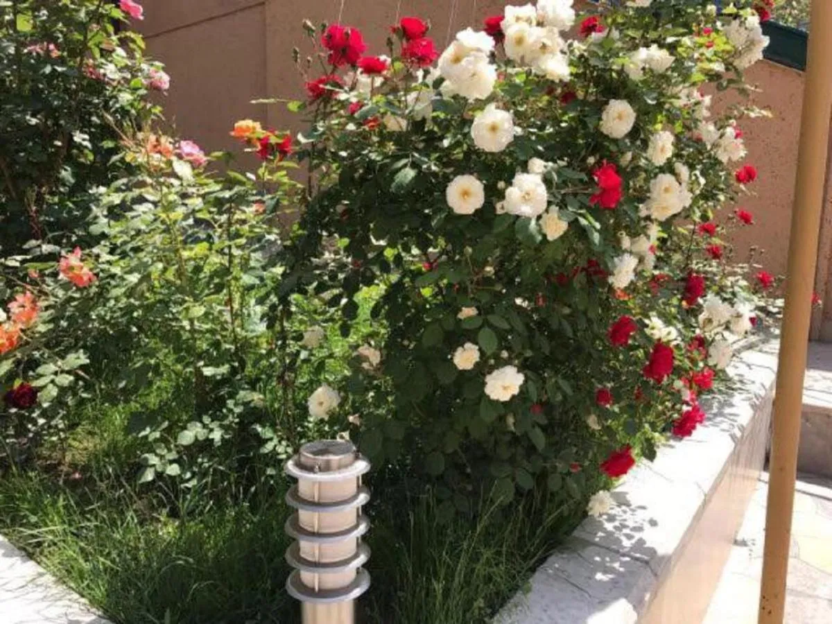 Garden in Comfort House Hotel