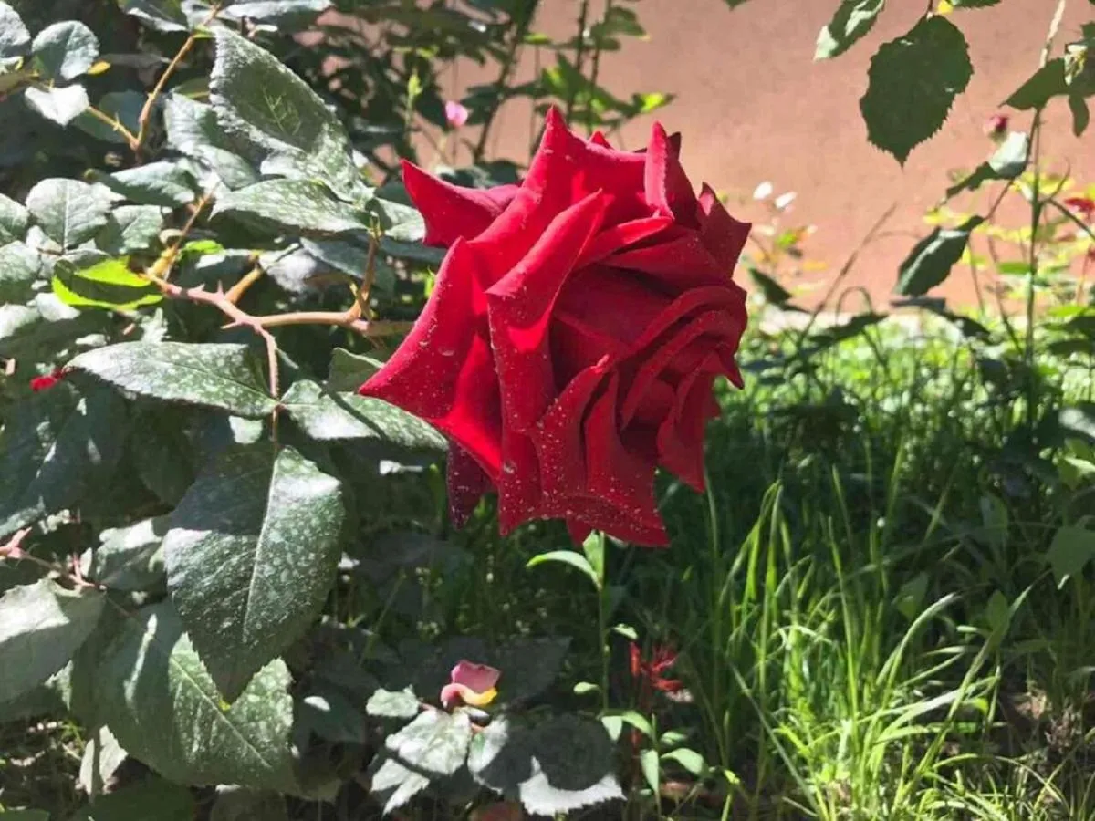 Garden in Comfort House Hotel