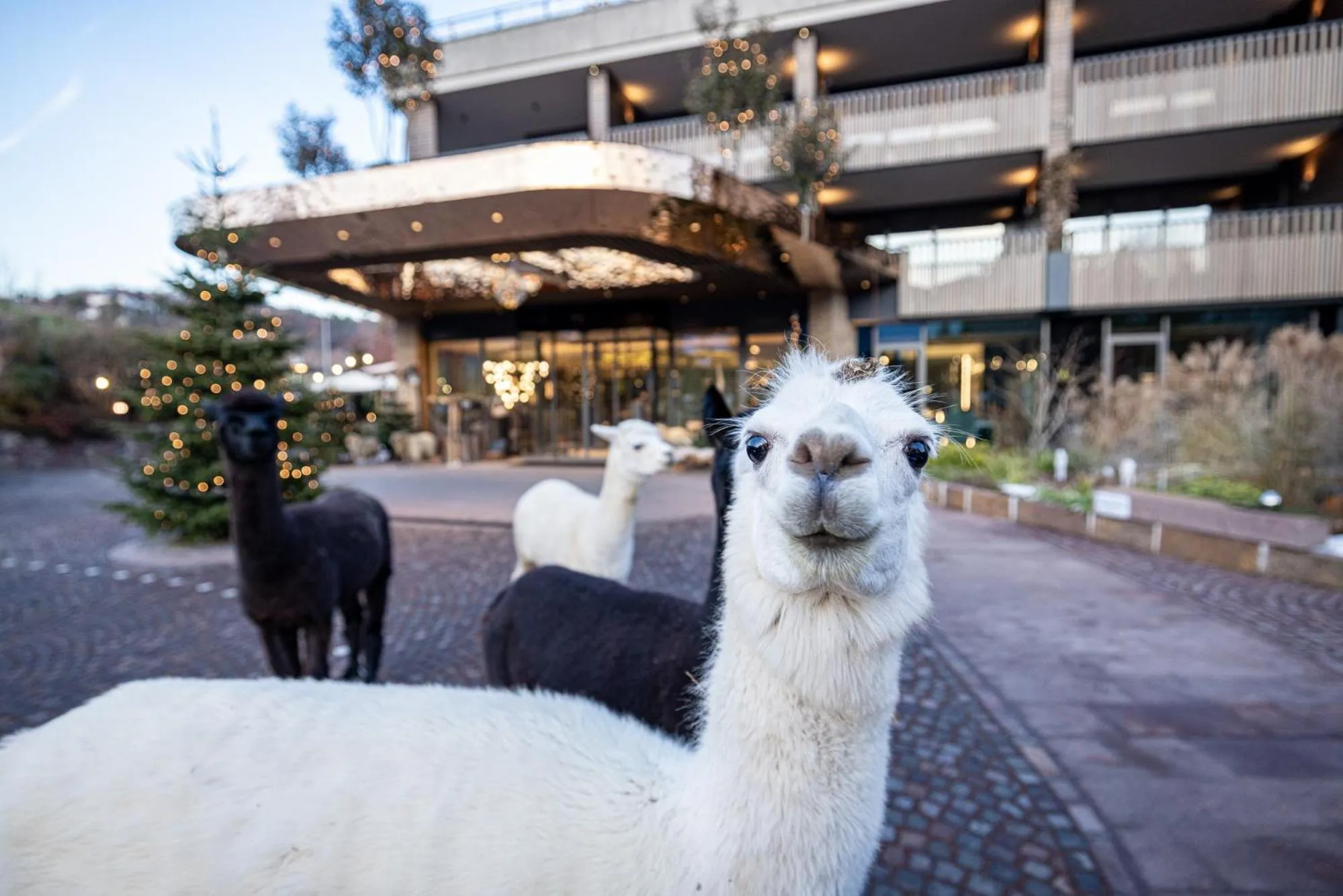 Kids's club in Gartenhotel Moser